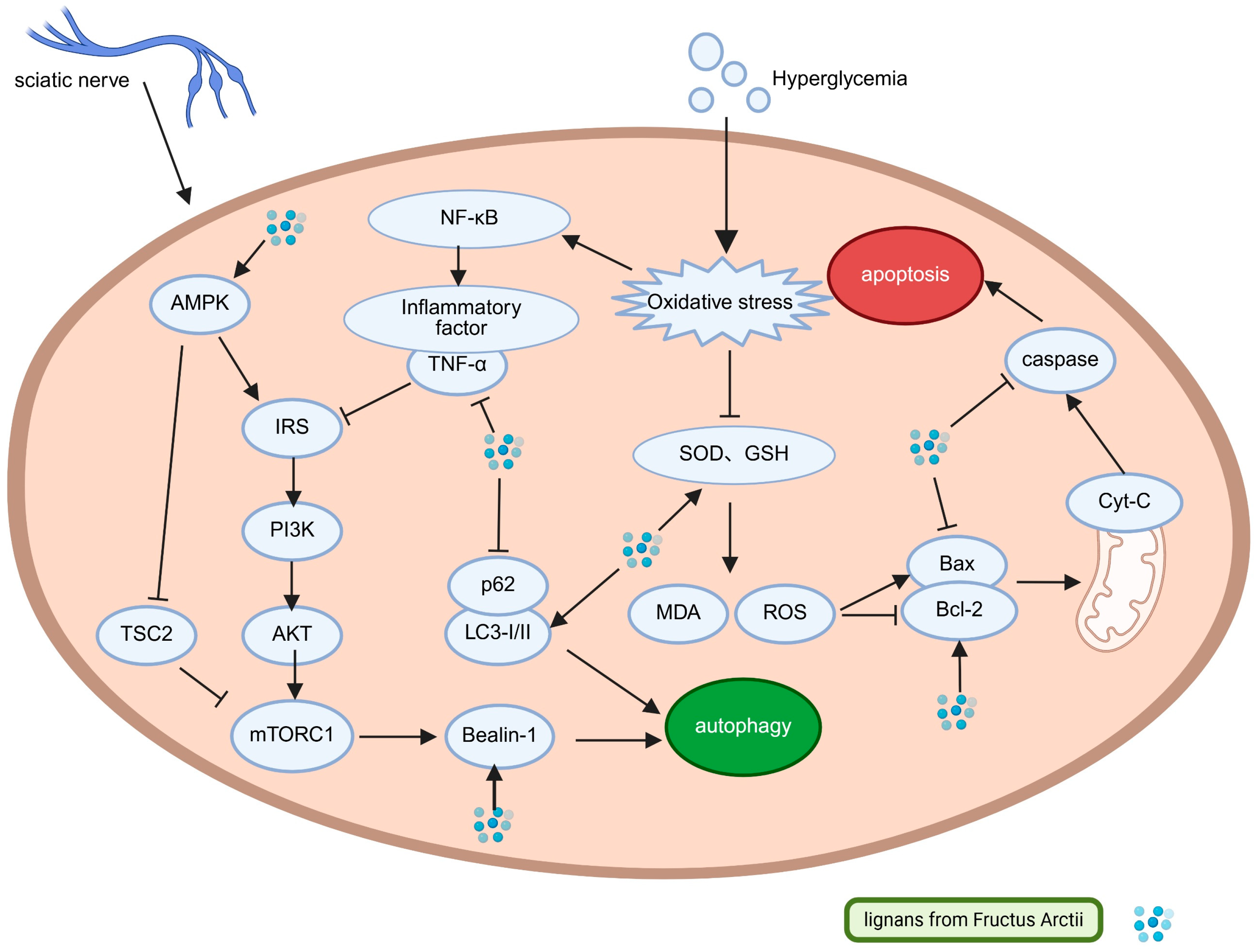 Pharmaceuticals 18 01569 g003