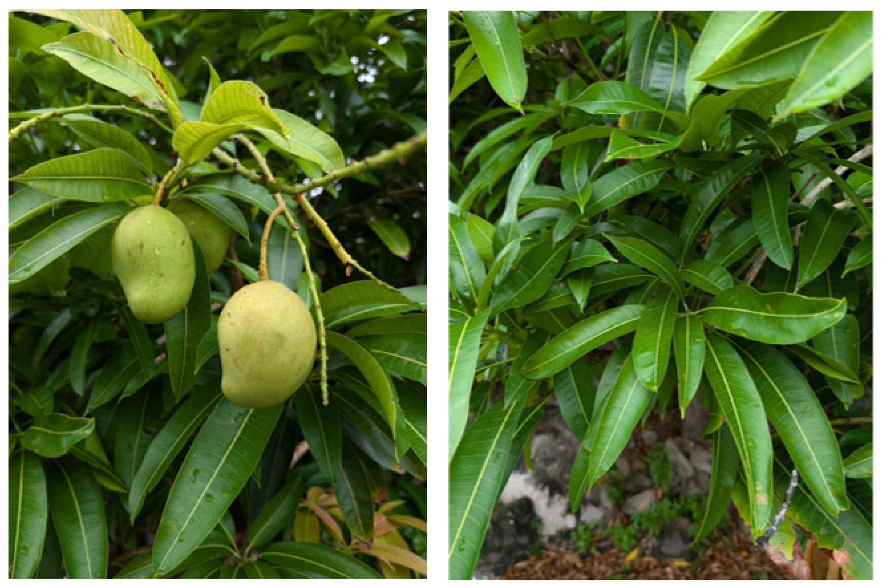 Pharmaceuticals 18 01576 g001