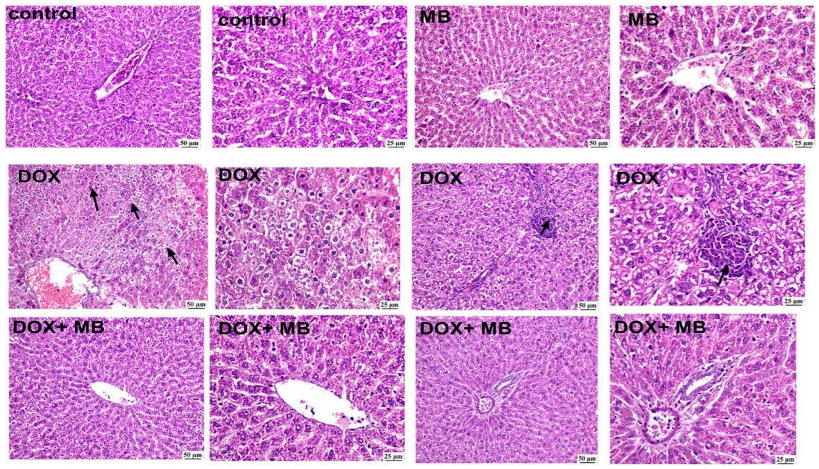 Pharmaceuticals 18 01625 g004 Pharmaceuticals 18 01625 g004