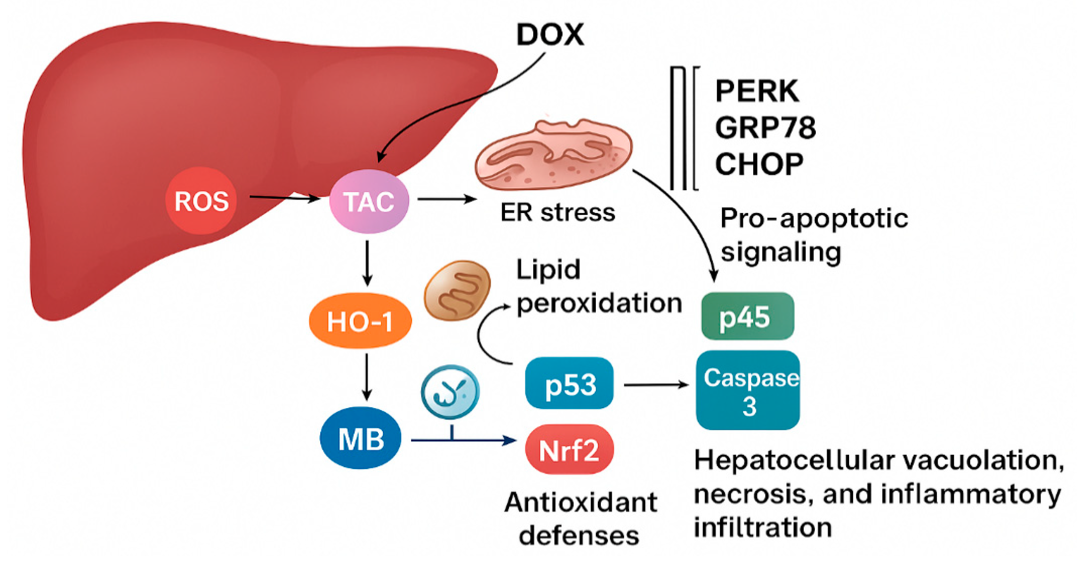 Pharmaceuticals 18 01625 g008 Pharmaceuticals 18 01625 g008