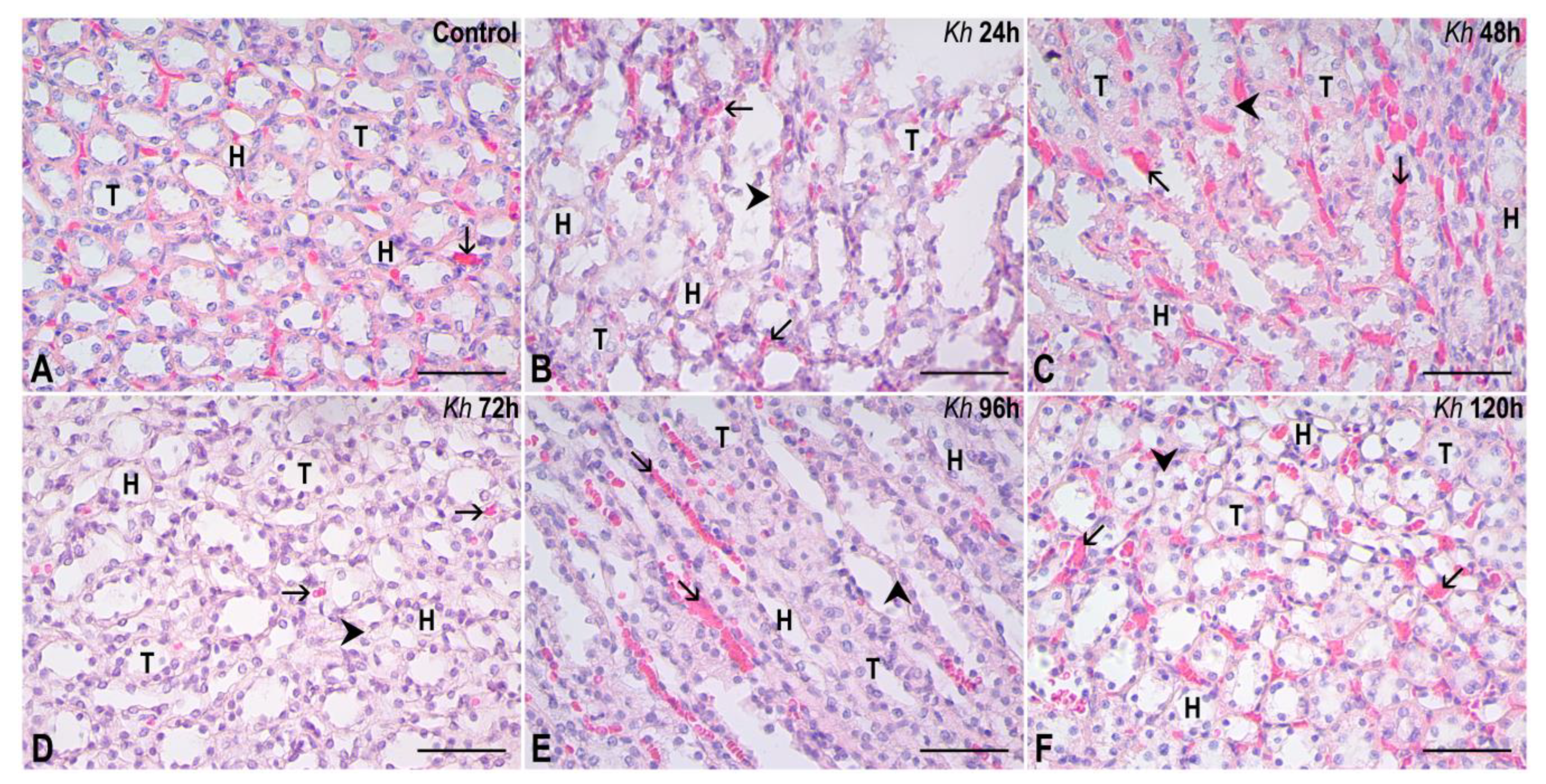 Pharmaceuticals 18 01652 g002 Pharmaceuticals 18 01652 g002
