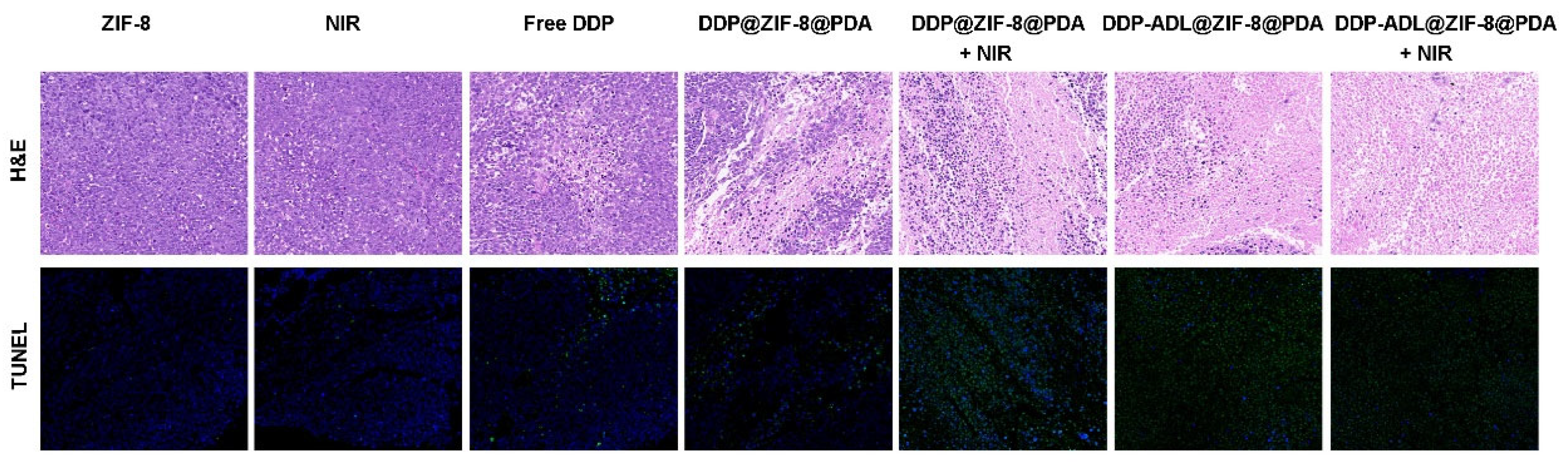 Pharmaceuticals 18 01657 g008 Pharmaceuticals 18 01657 g008
