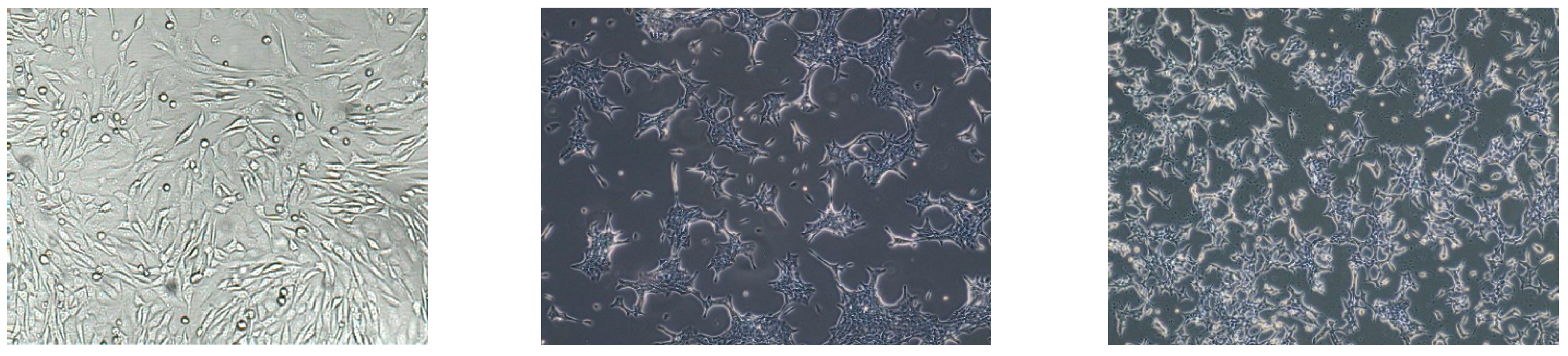 Pharmaceuticals 18 01660 g013