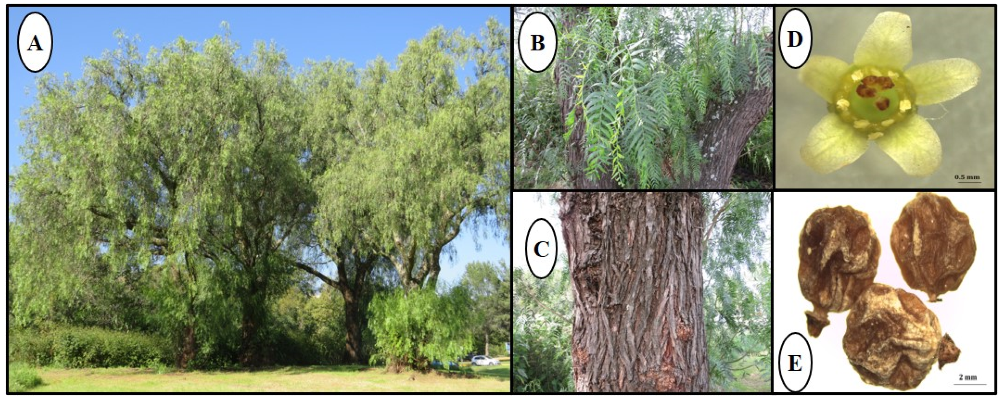 Pharmaceuticals 18 01661 g001 Pharmaceuticals 18 01661 g001