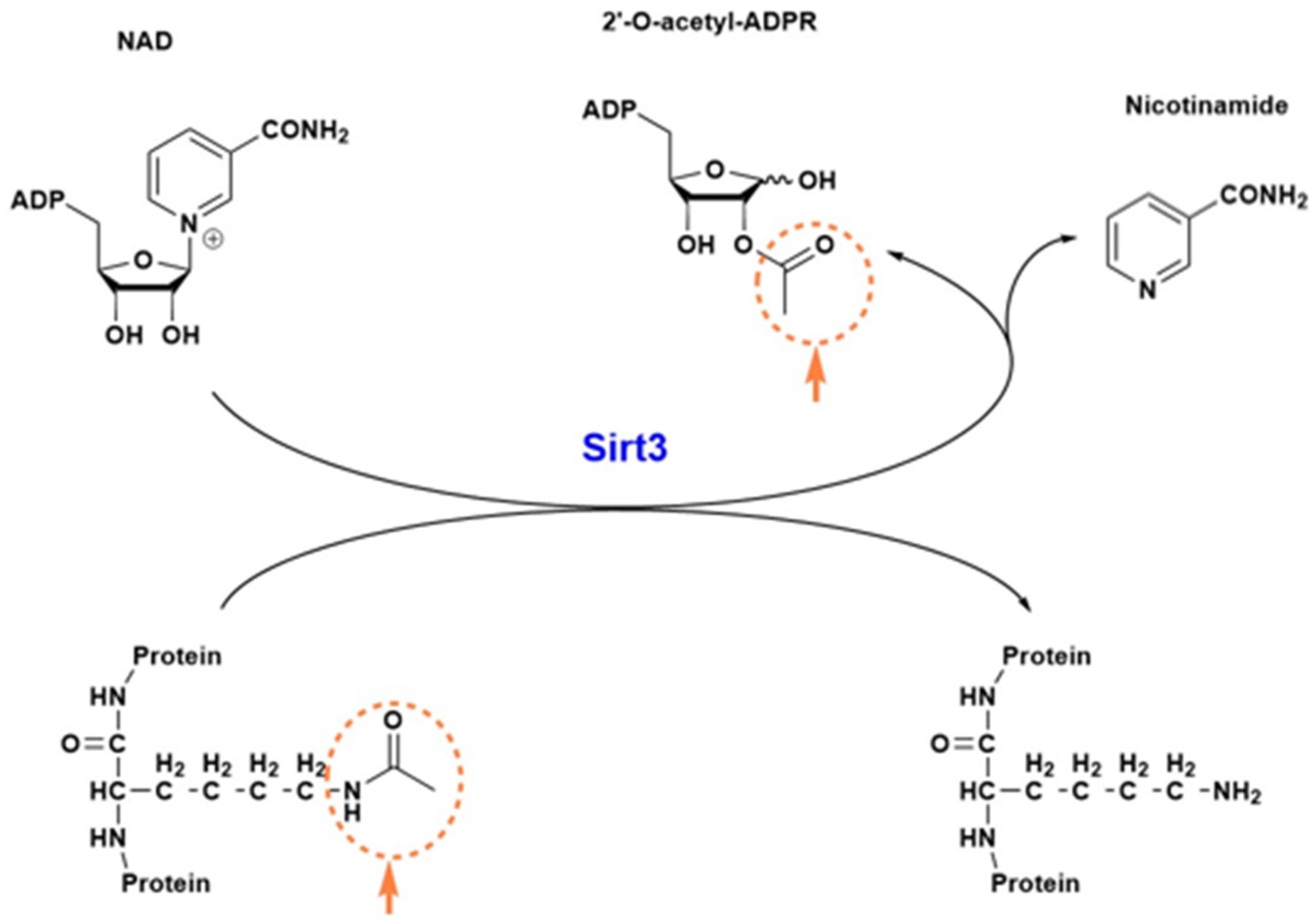 Pharmaceuticals 18 01668 g002 Pharmaceuticals 18 01668 g002