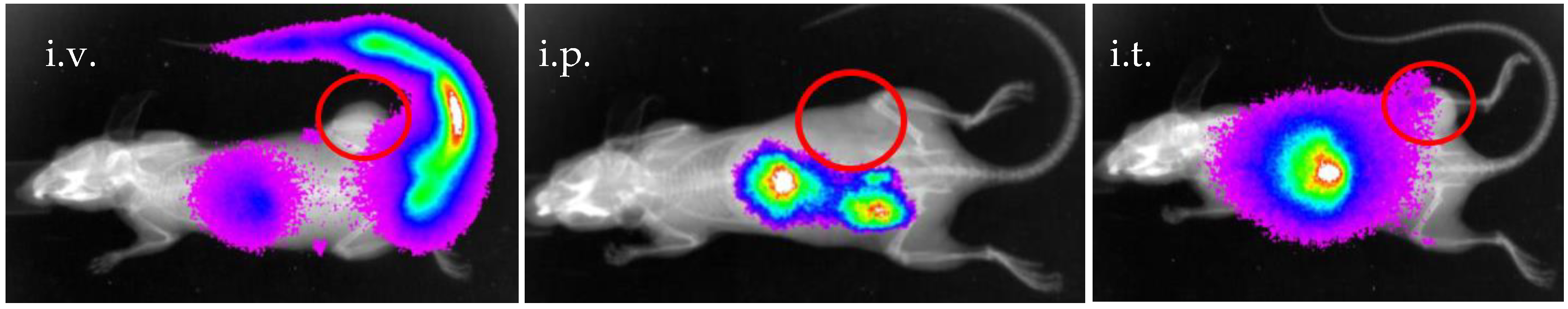 Pharmaceuticals 18 01670 g003 Pharmaceuticals 18 01670 g003