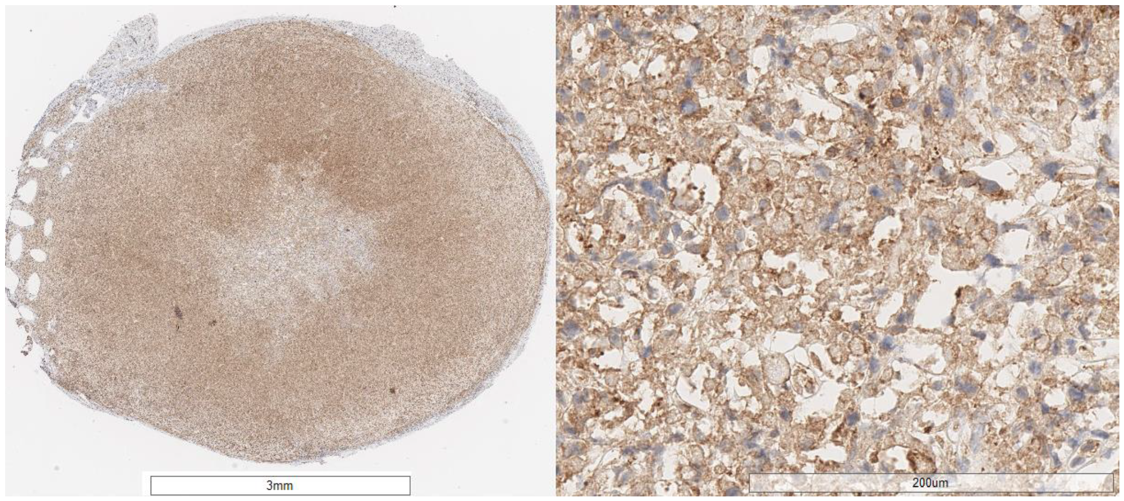 Pharmaceuticals 18 01670 g0a4 Pharmaceuticals 18 01670 g0a4