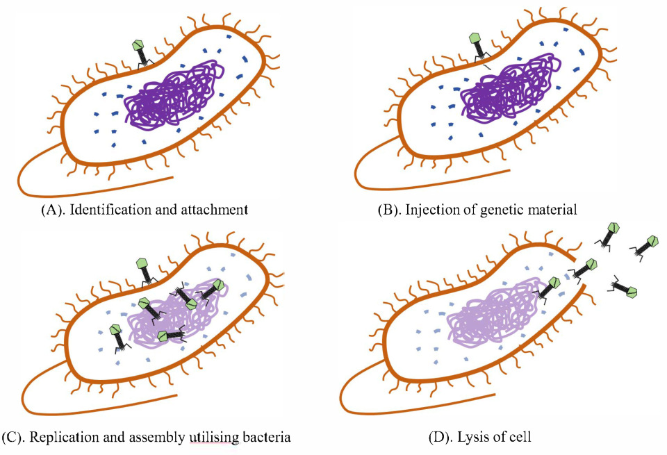 Pharmaceuticals 18 01688 g002 Pharmaceuticals 18 01688 g002
