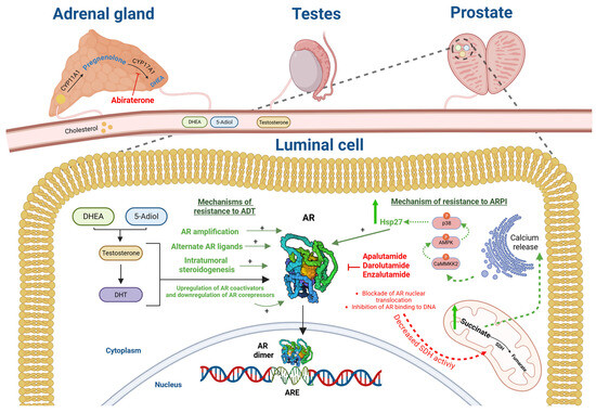 semaglutide and prostate cancer Recent Advances in Androgen Receptor Pathway Inhibitors for  Castration-Sensitive Prostate Cancer