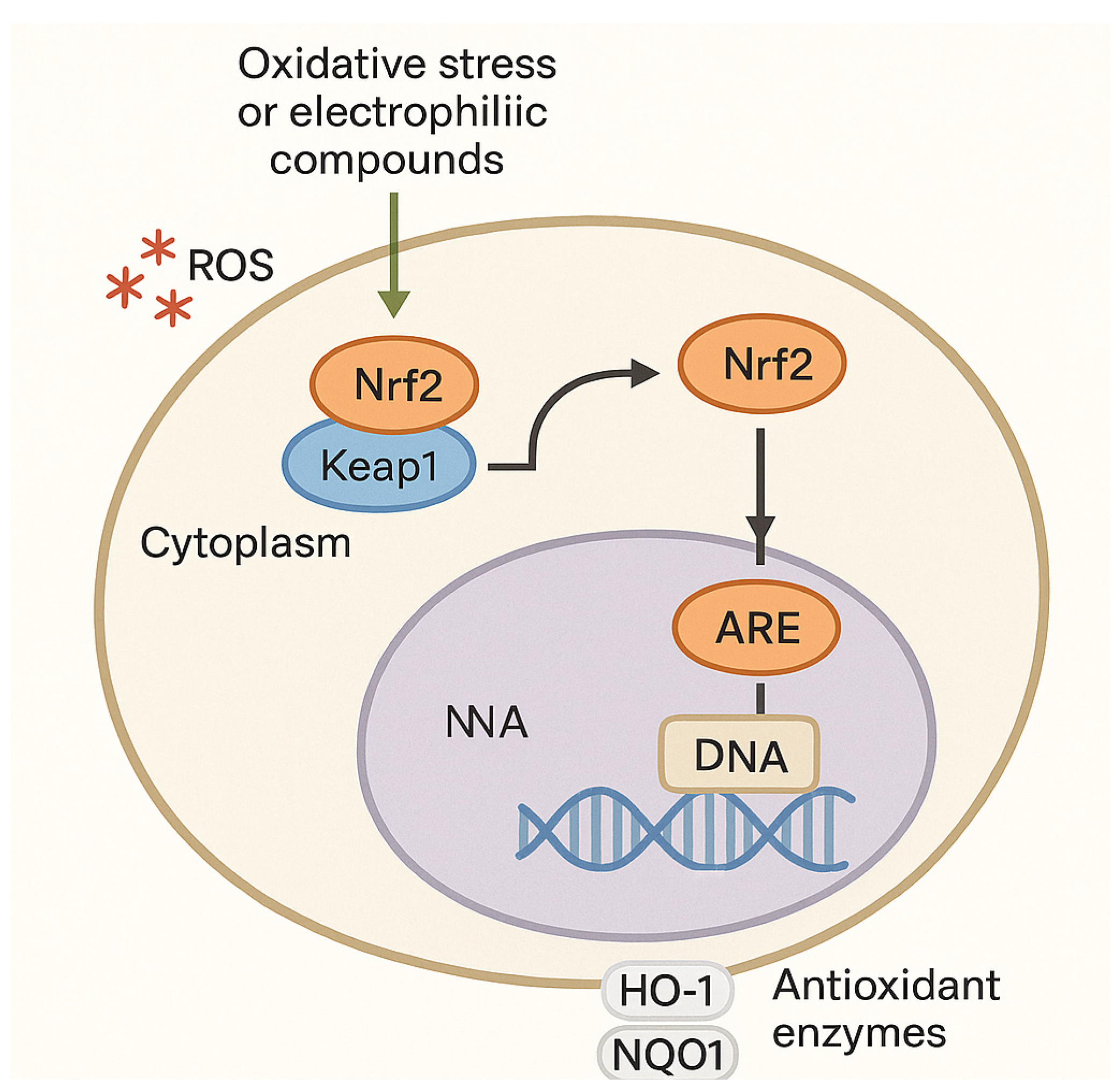 Pharmaceuticals 18 01698 g004 Pharmaceuticals 18 01698 g004