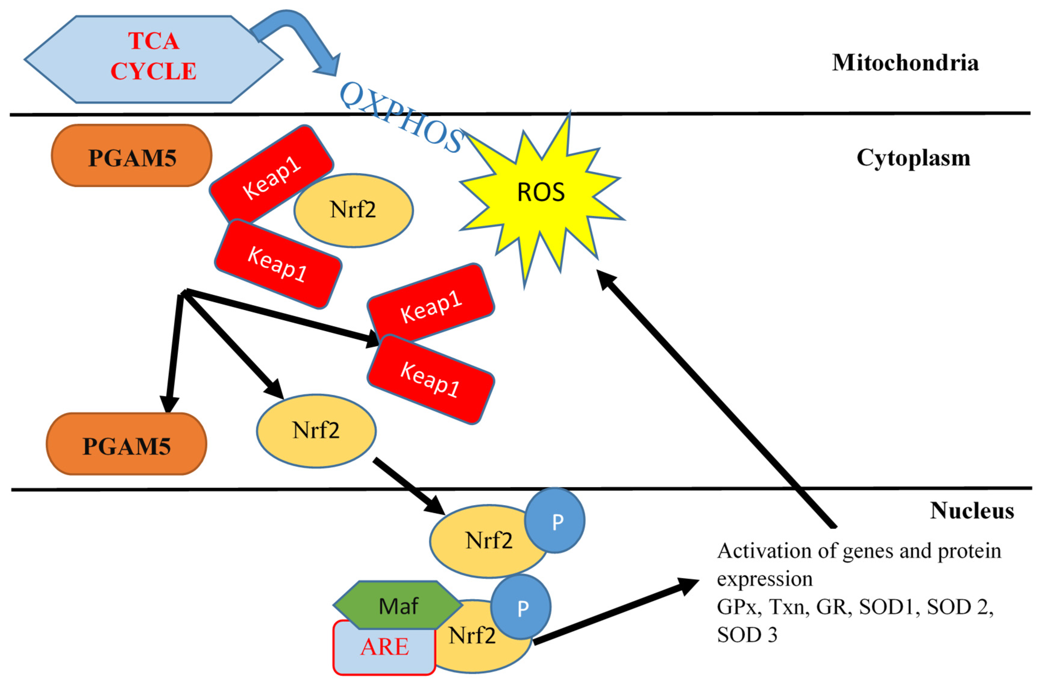 Pharmaceuticals 18 01698 g007 Pharmaceuticals 18 01698 g007