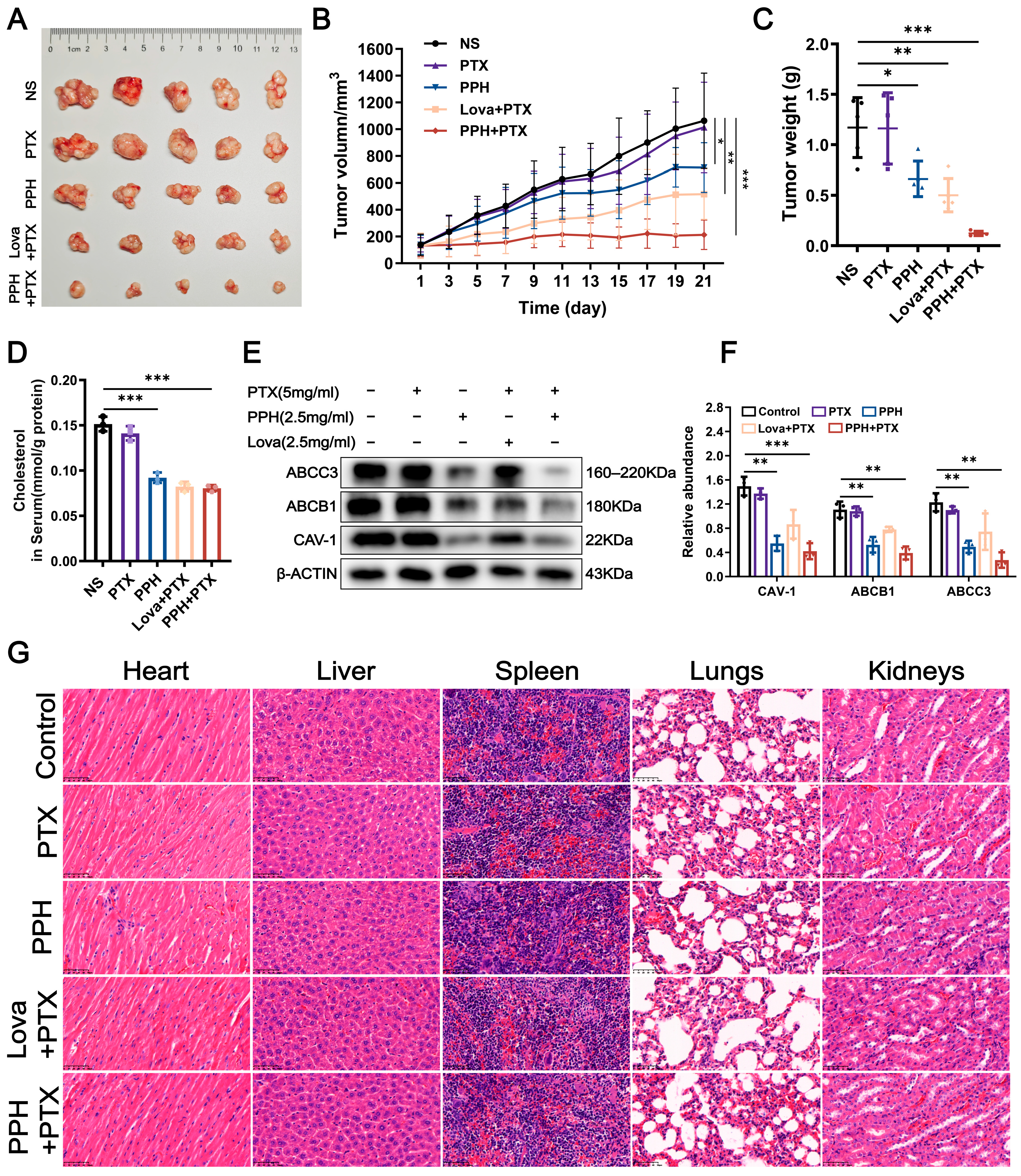 Pharmaceuticals 18 01699 g005