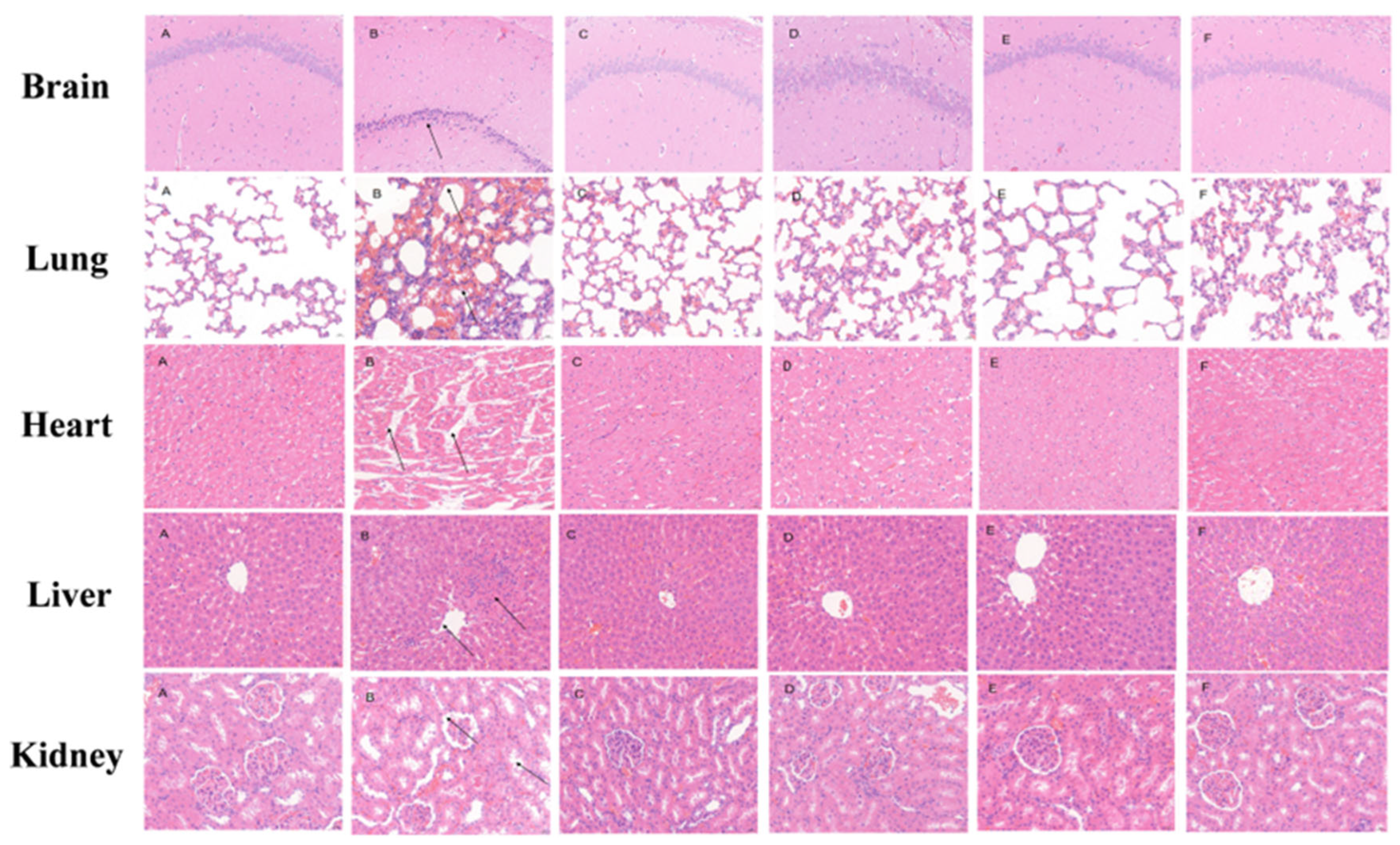 Pharmaceuticals 18 01716 g005