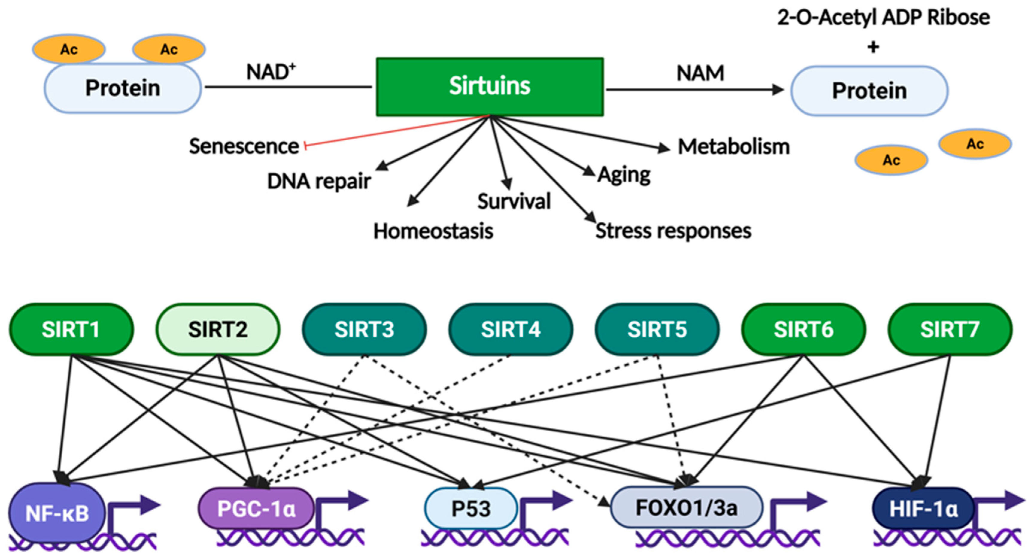Pharmaceuticals 18 01723 g003 Pharmaceuticals 18 01723 g003