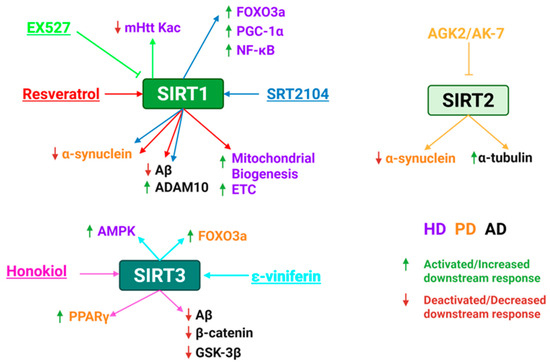 Sirtuins as Therapeutic Targets for Treating Cancer, Metabolic