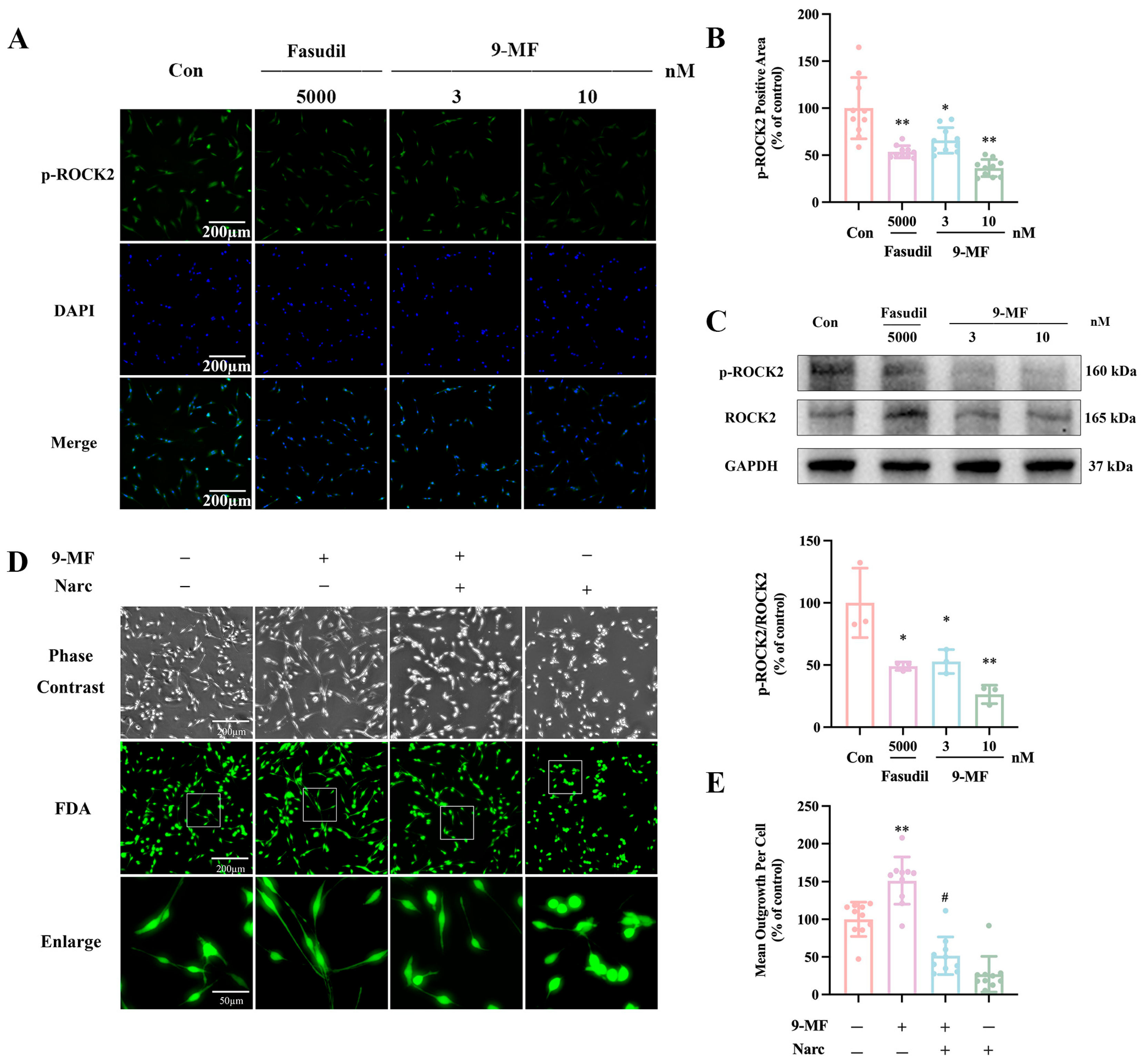 Pharmaceuticals 18 01751 g004 Pharmaceuticals 18 01751 g004