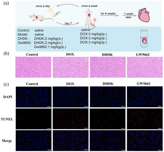 DHDK, a Plant-Derived Natural Small Molecule, Protects Against