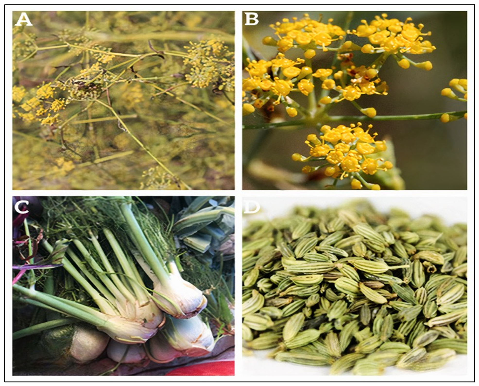 Pharmaceuticals 18 01761 g001