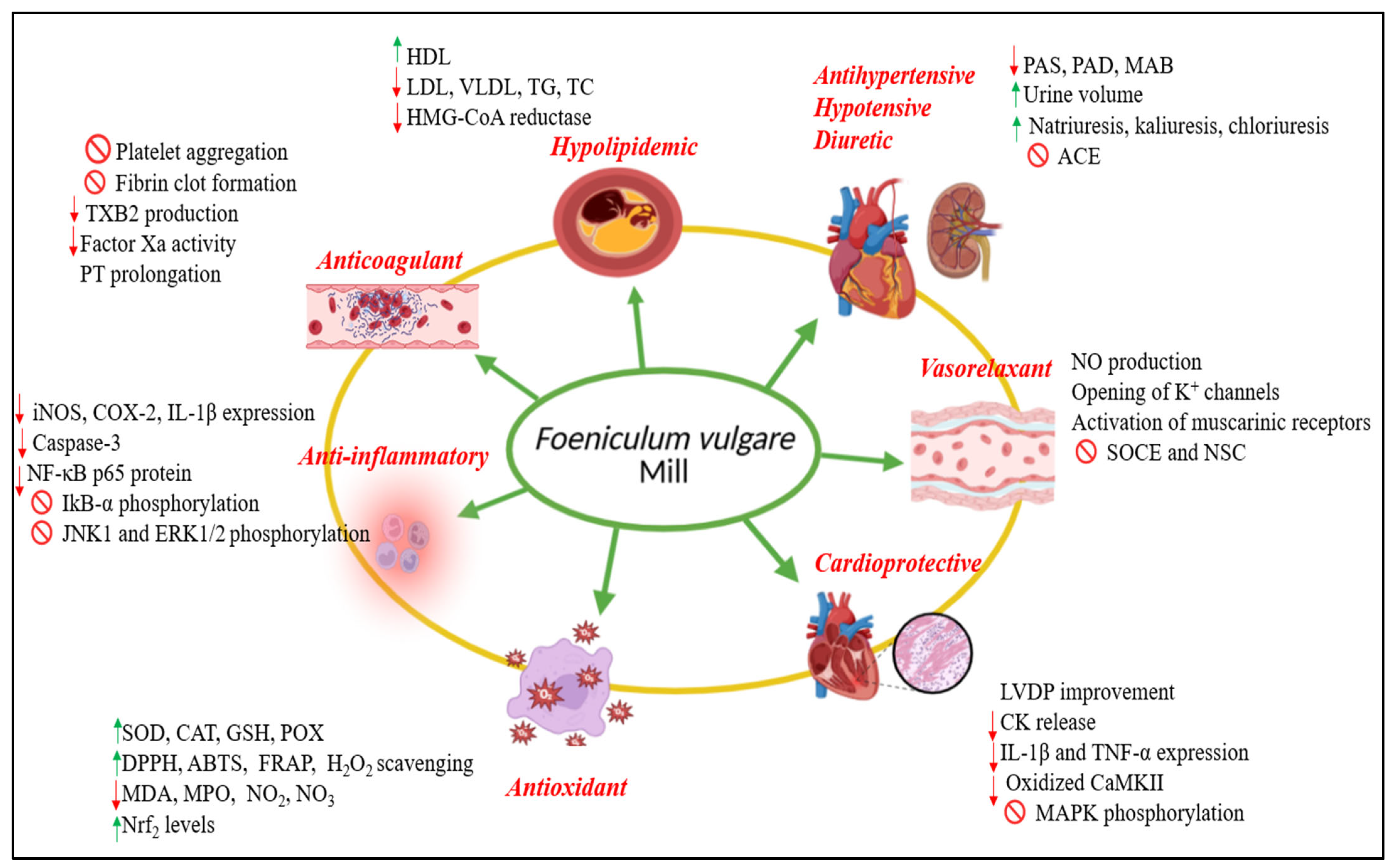 Pharmaceuticals 18 01761 g007