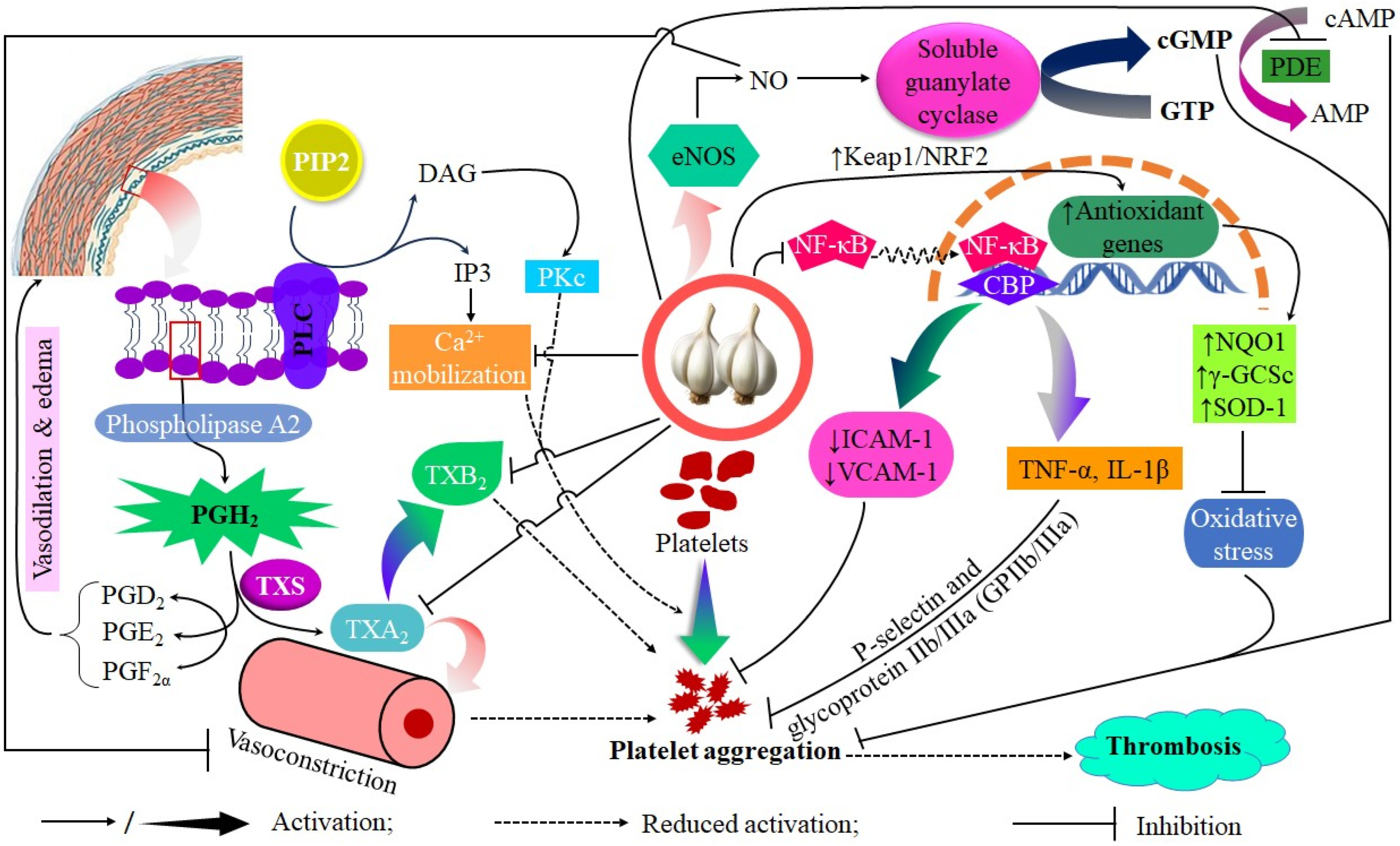 Pharmaceuticals 18 01766 g004