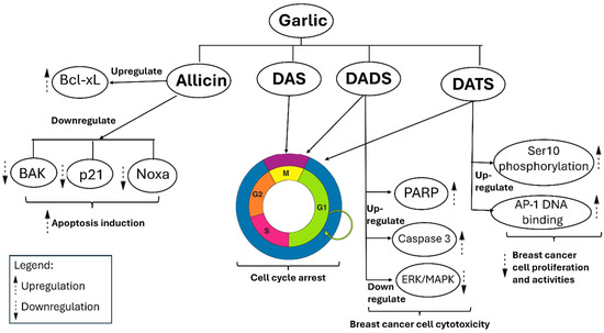 cancer sulfer garlic and glutathione dr sircus Immunomodulatory Effects of Glutathione, Derivatives, Hydrogen Sulfide Doctor's BEST Glutathione + Milk