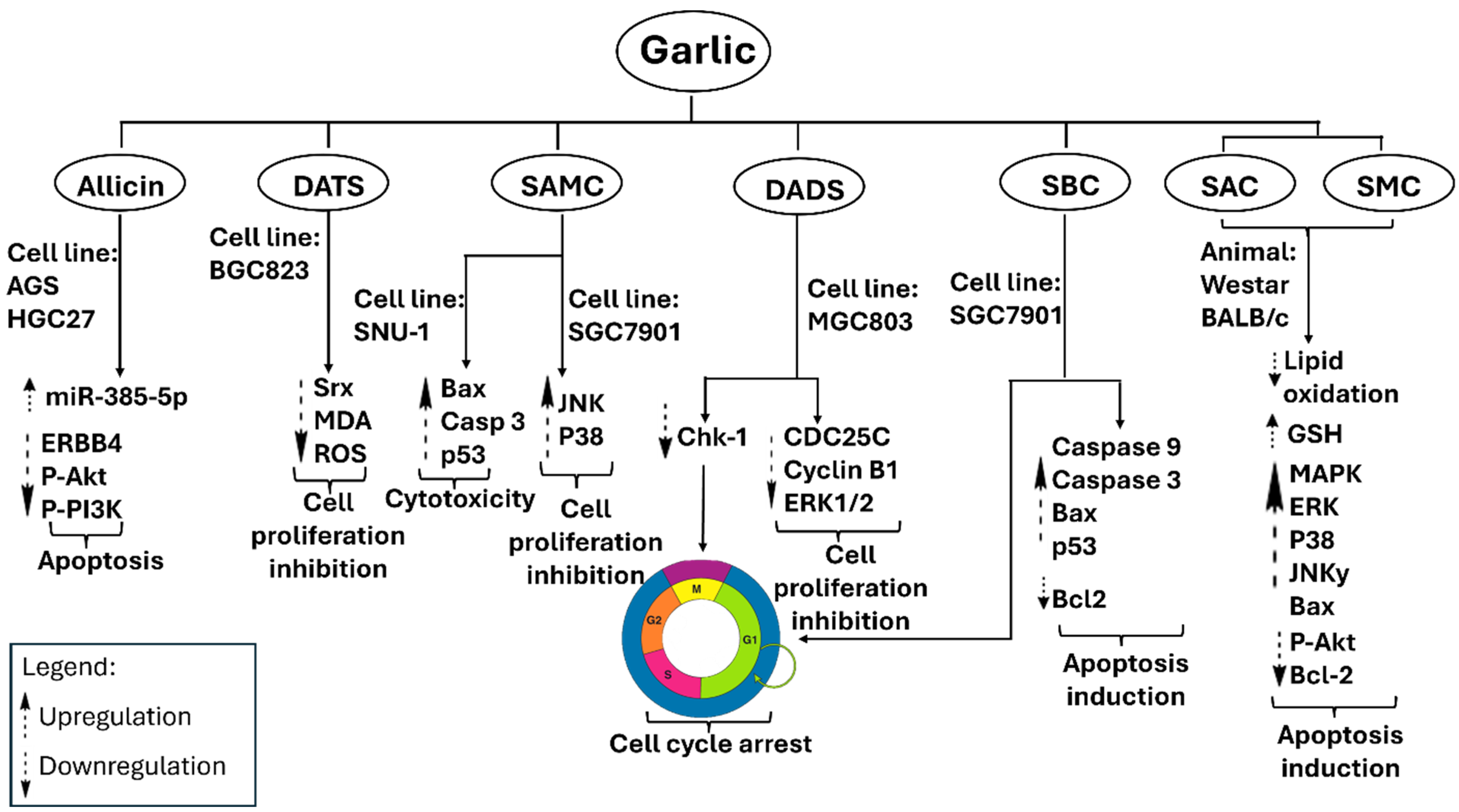 Pharmaceuticals 18 01766 g007