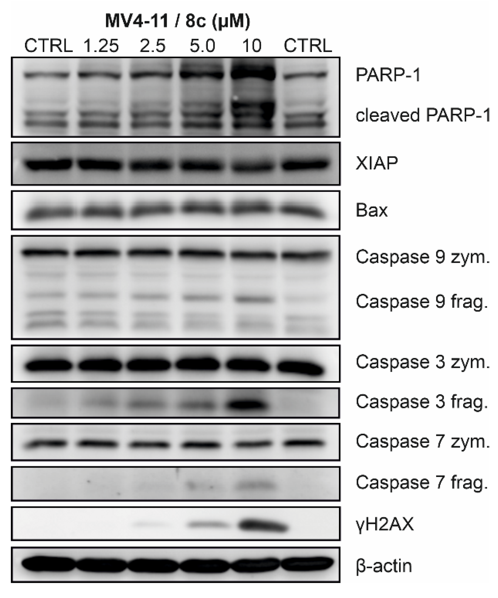 Pharmaceuticals 18 01770 g005