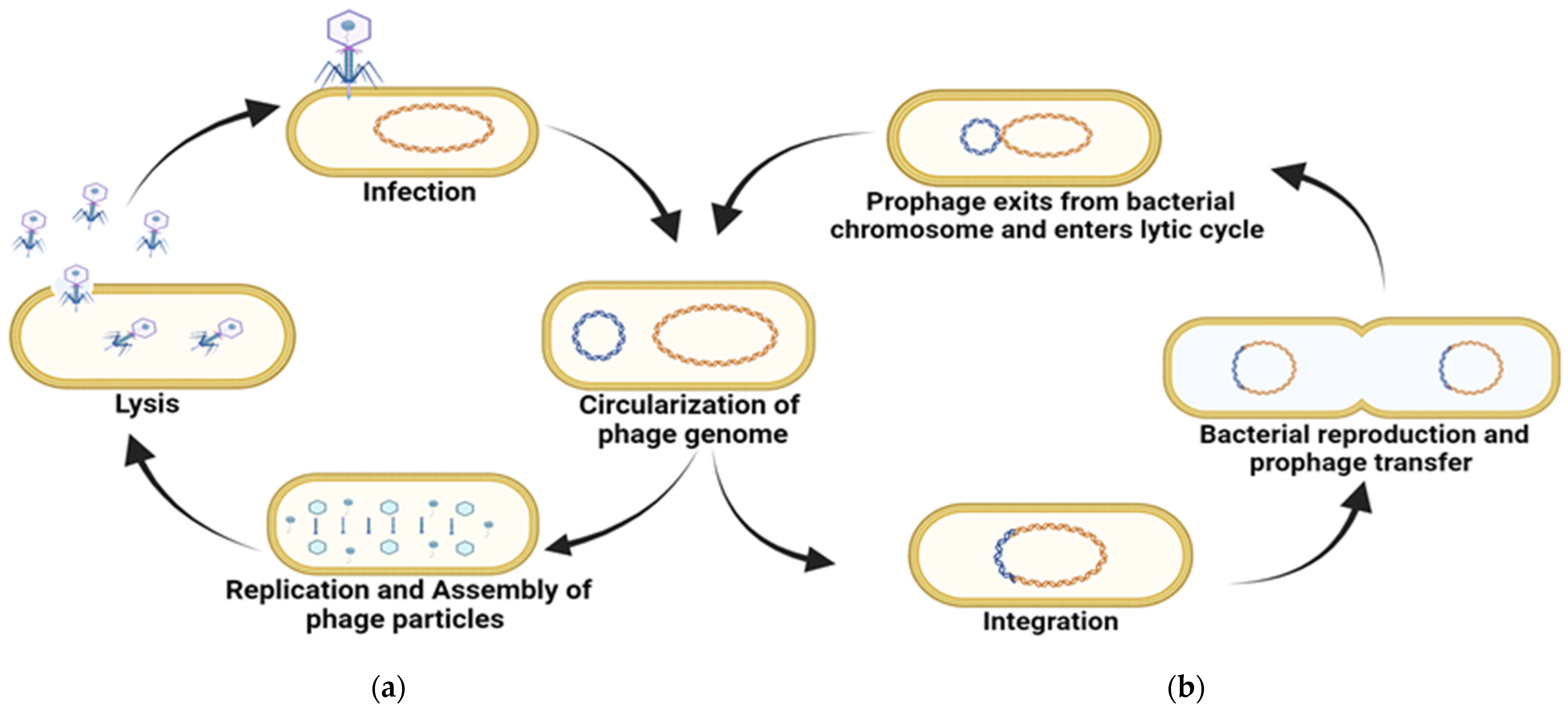 Pharmaceuticals 18 01771 g001