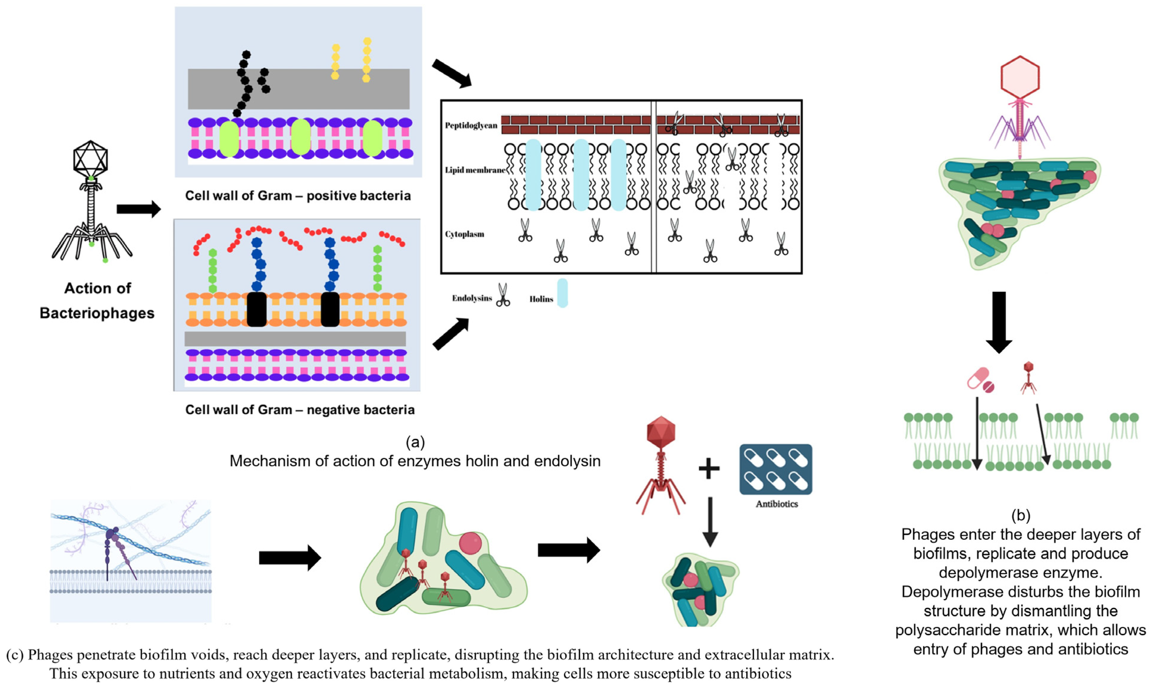 Pharmaceuticals 18 01771 g002