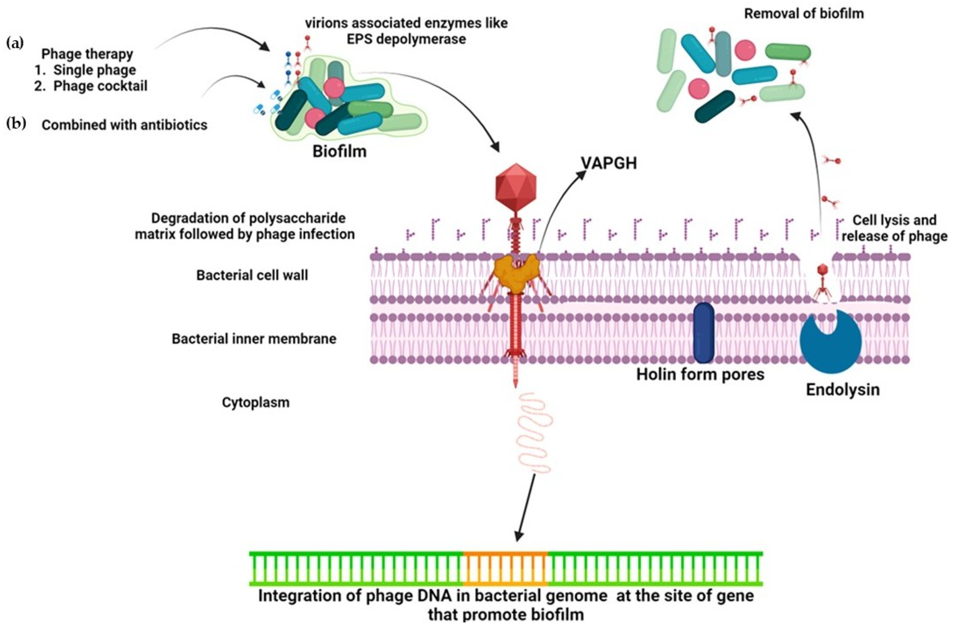Pharmaceuticals 18 01771 g003