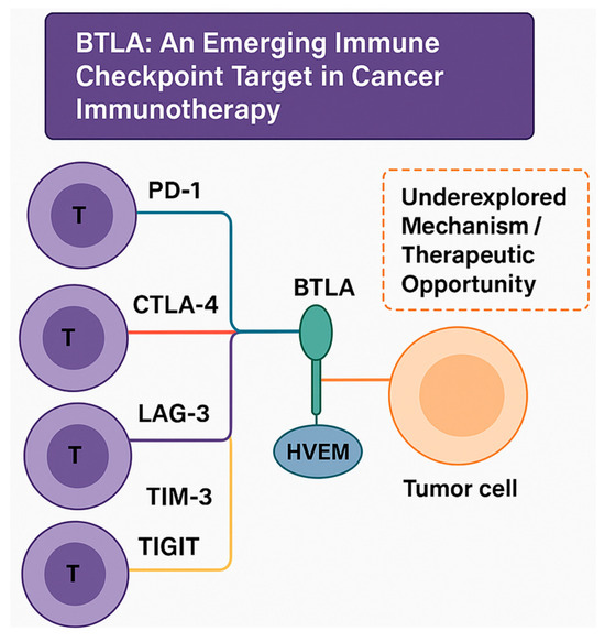 BTLA: An Emerging Immune Checkpoint Target in Cancer Immunotherapy