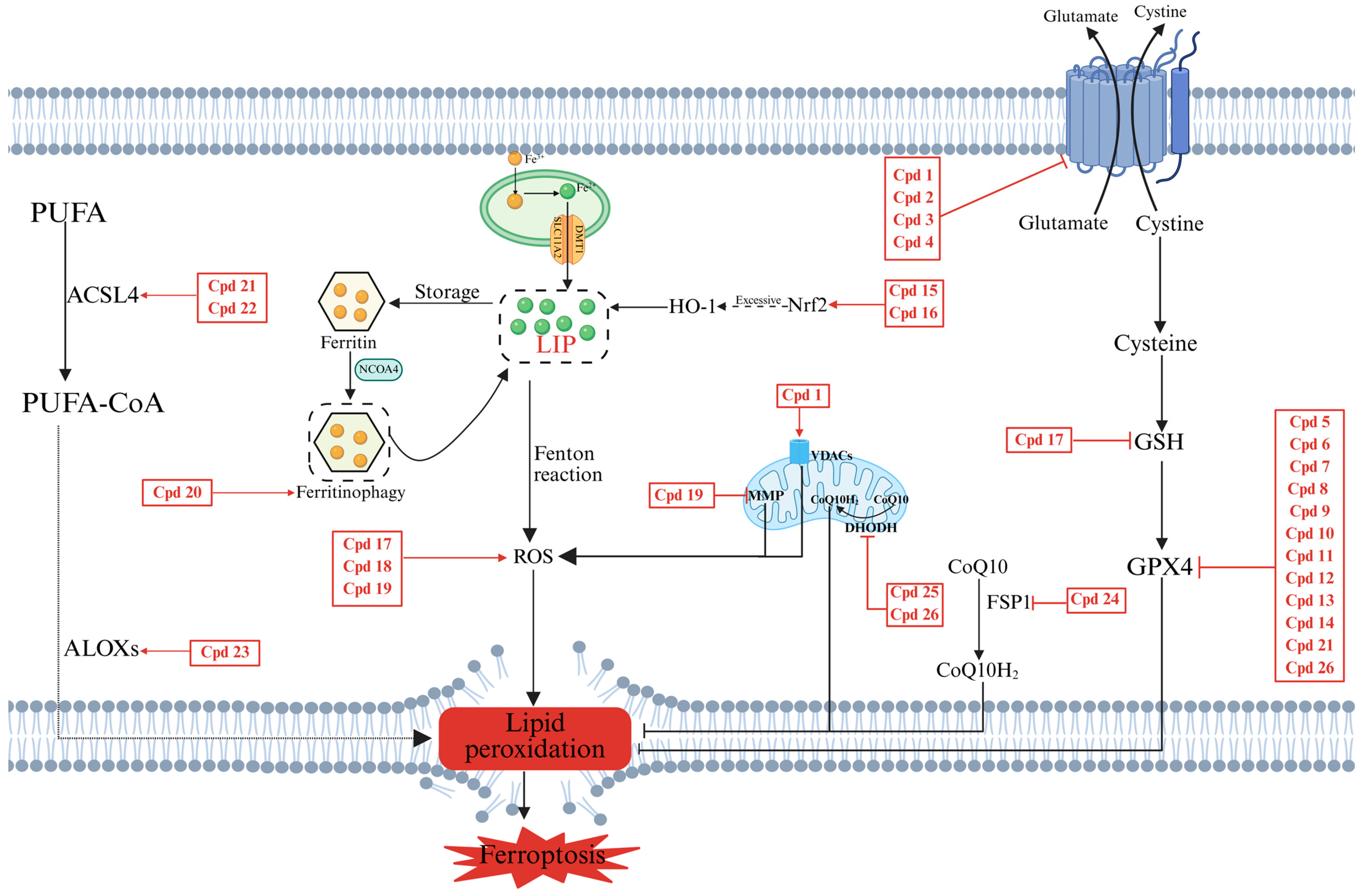 Pharmaceuticals 18 01785 g007