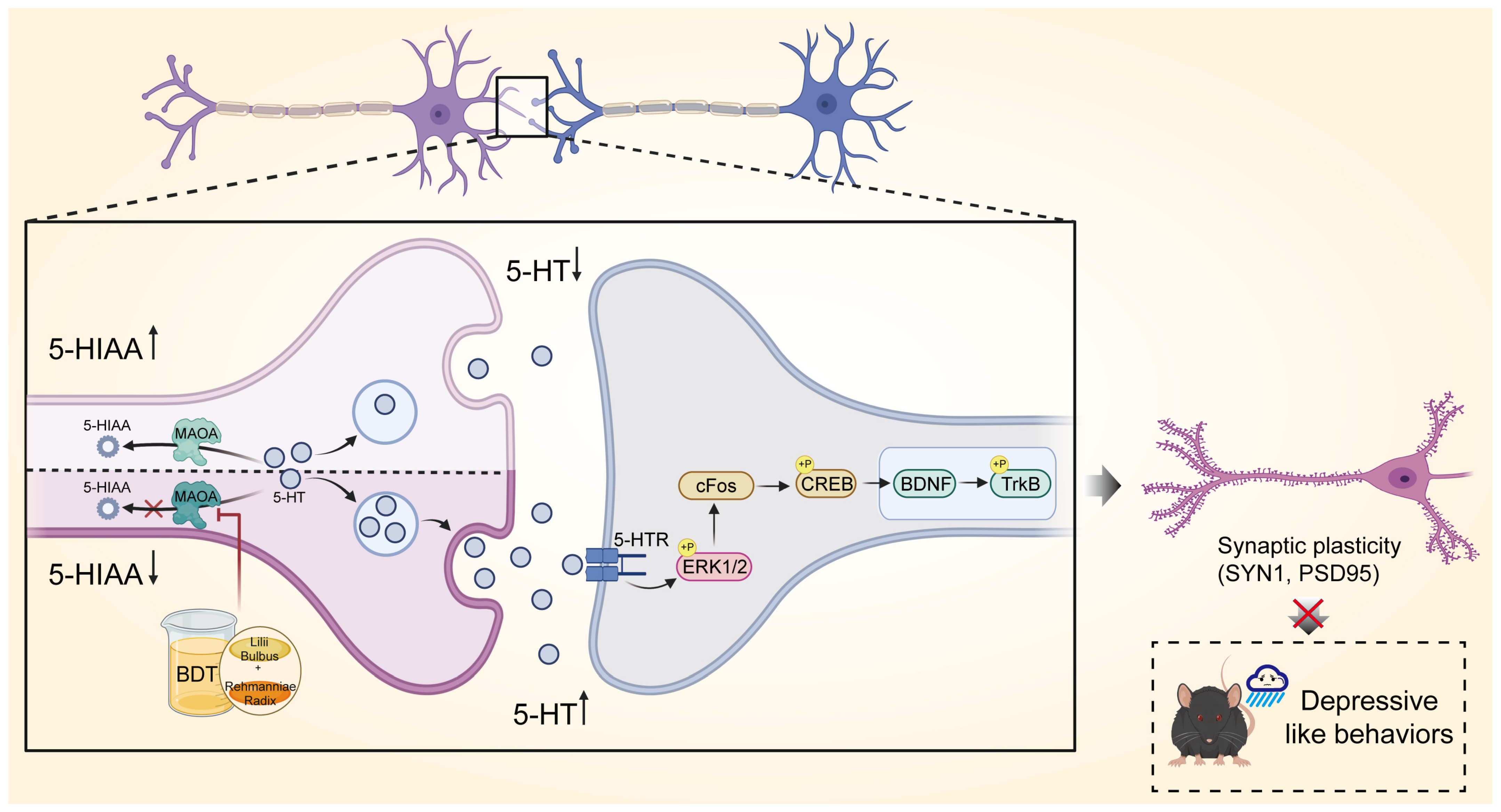 Pharmaceuticals 18 01786 g007