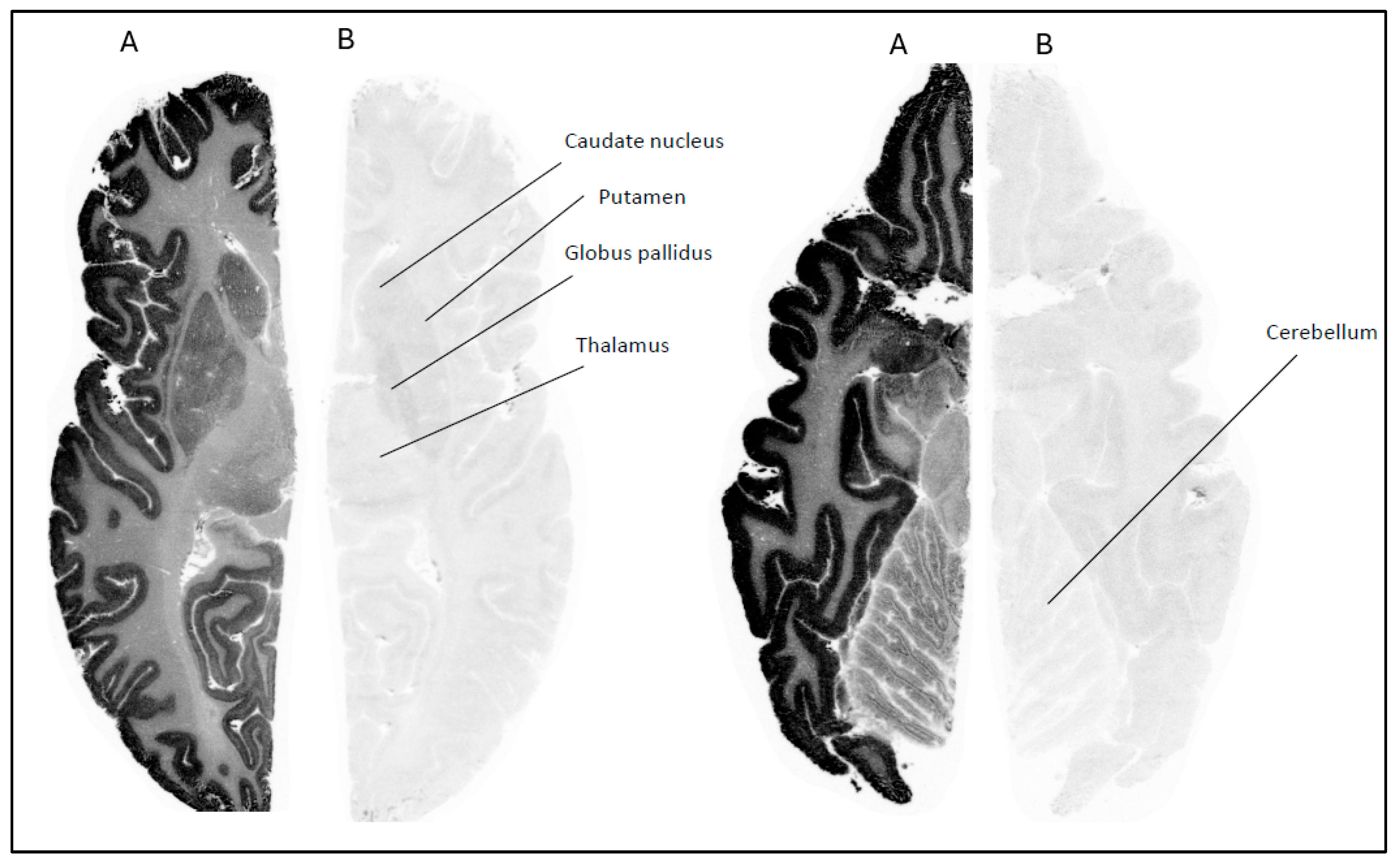 Pharmaceuticals 18 01790 g004