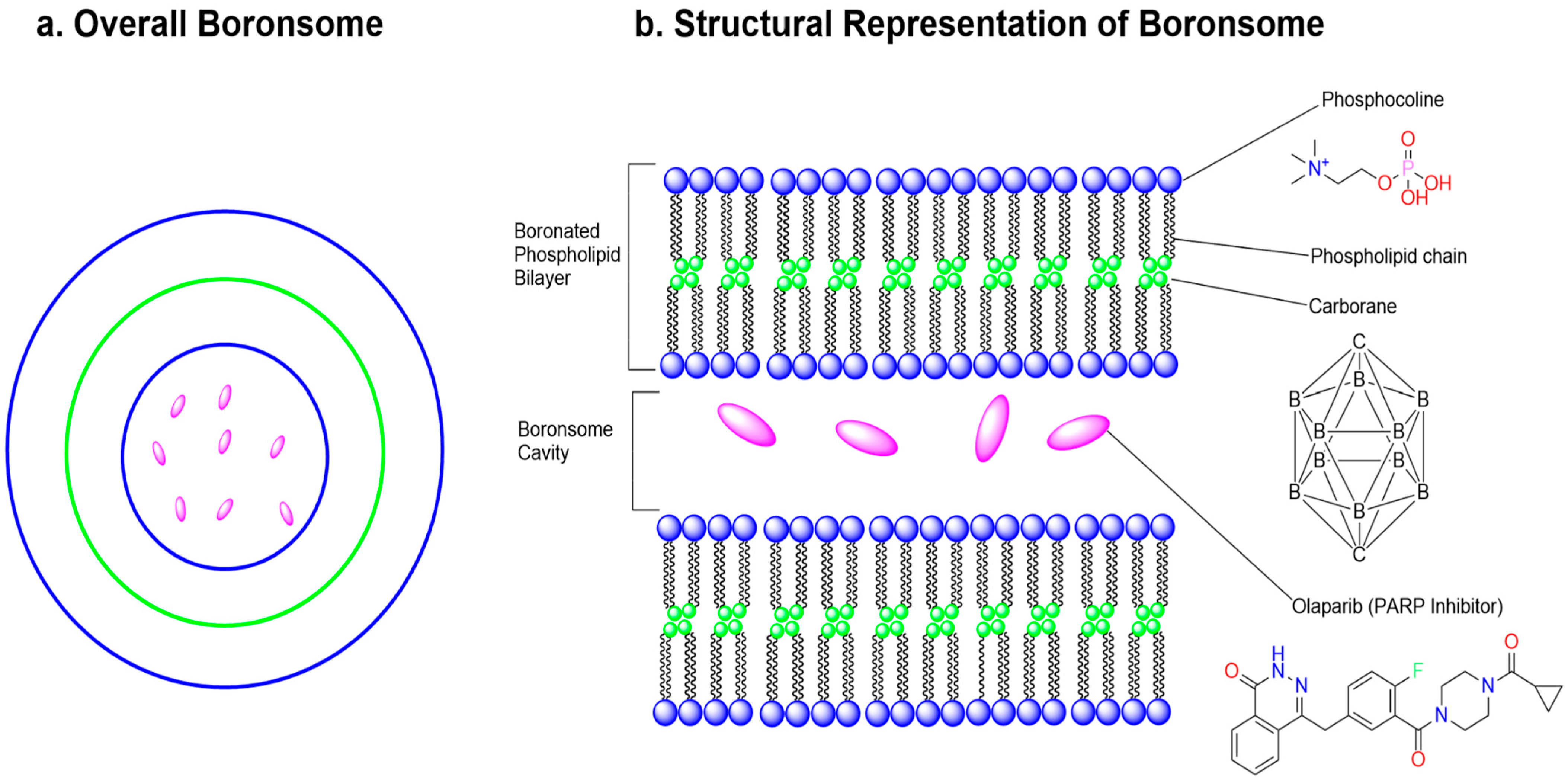Pharmaceuticals 18 01798 g037