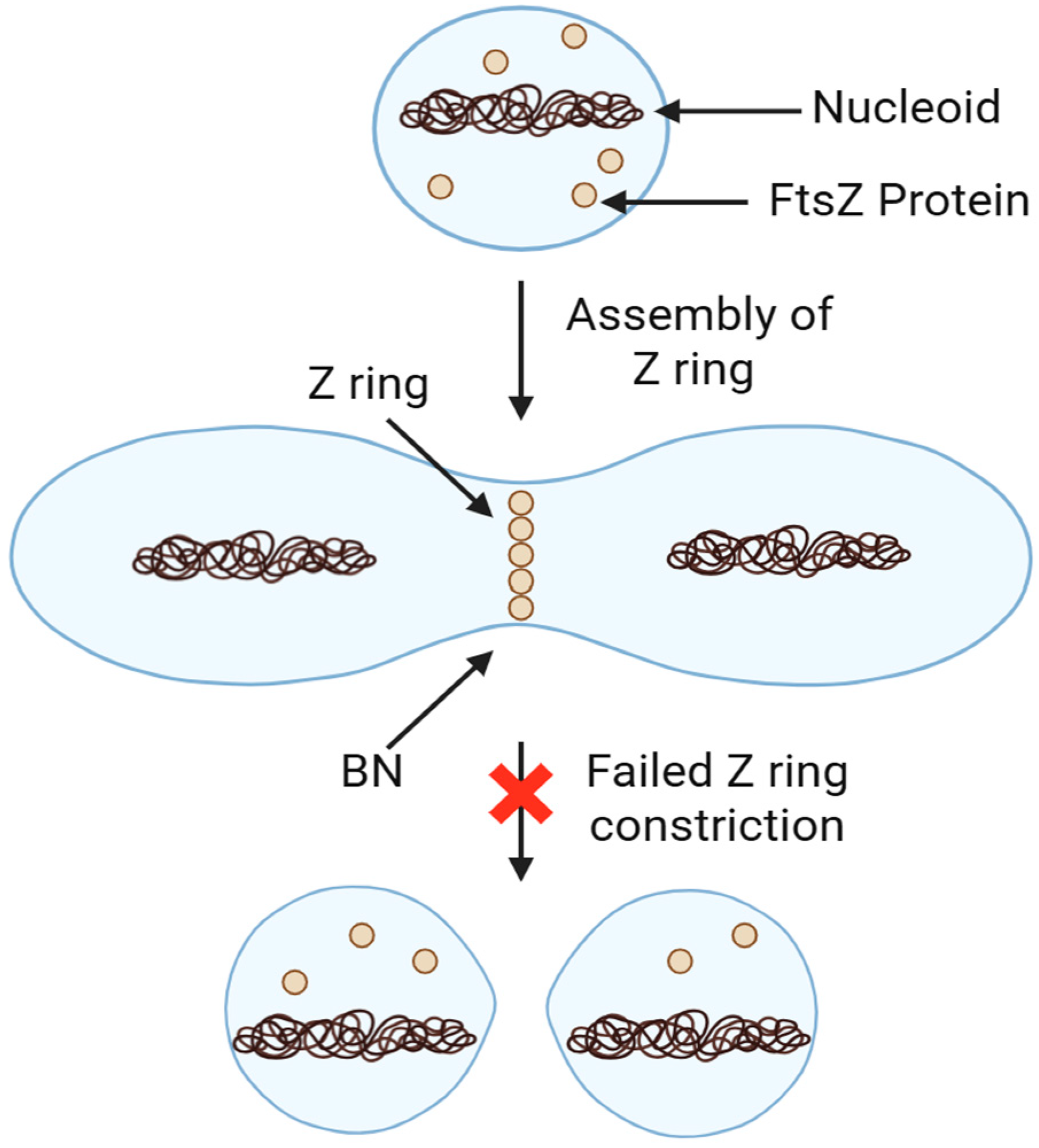 Pharmaceuticals 18 01798 g038