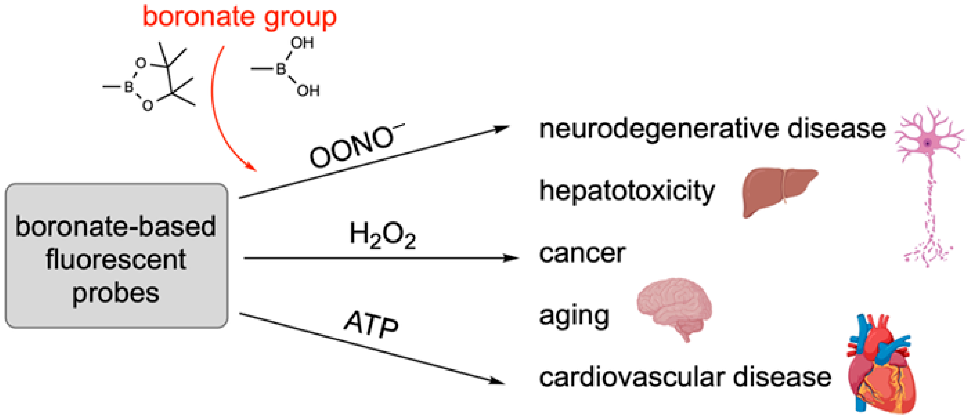 Pharmaceuticals 18 01798 g043