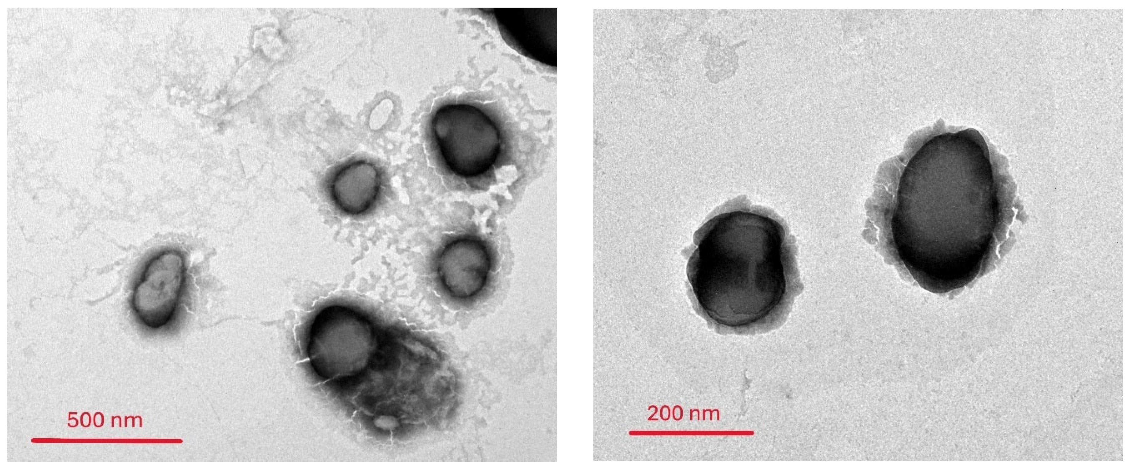 Pharmaceuticals 18 01803 g006