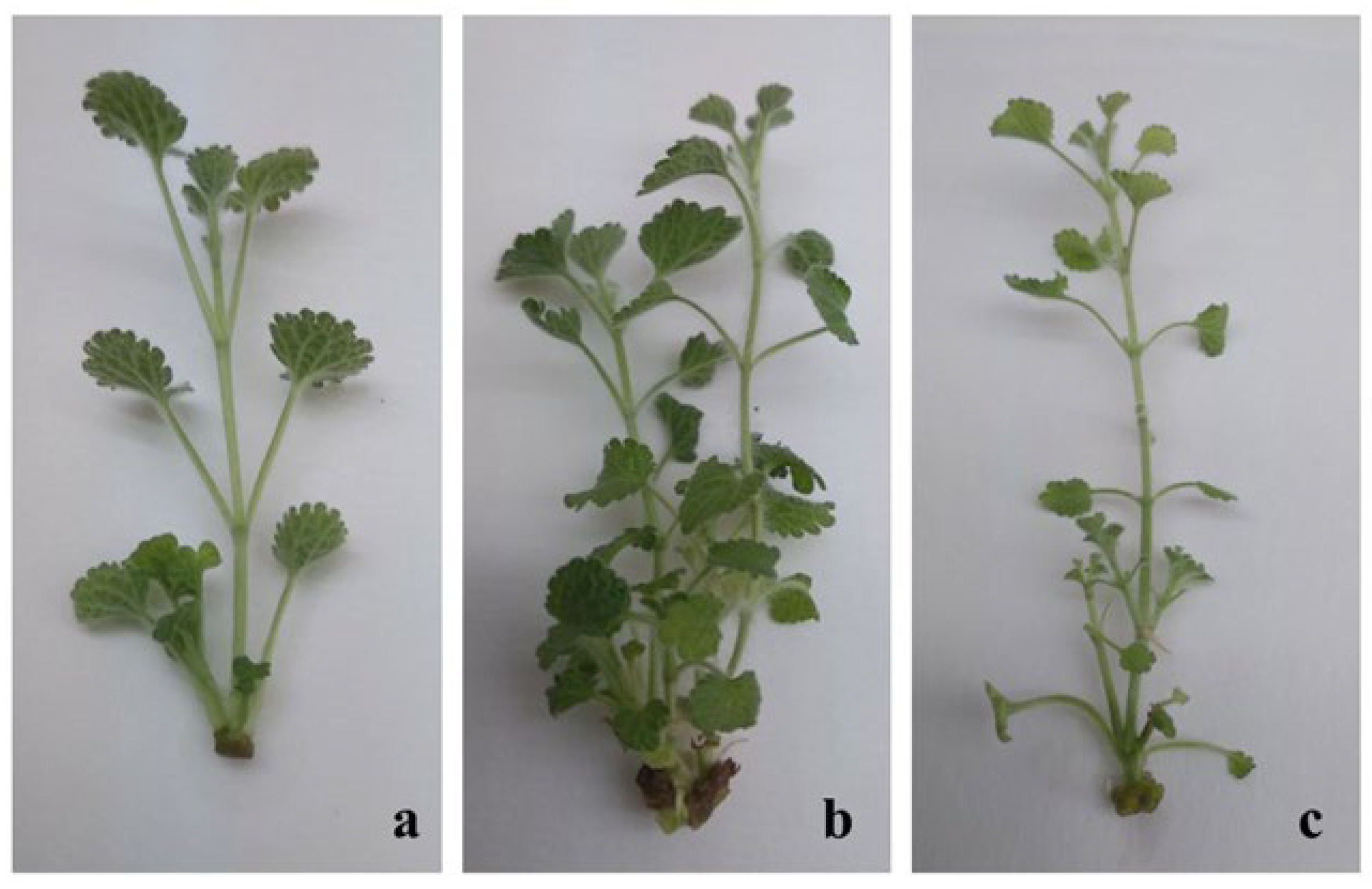 Pharmaceuticals 18 01806 g001
