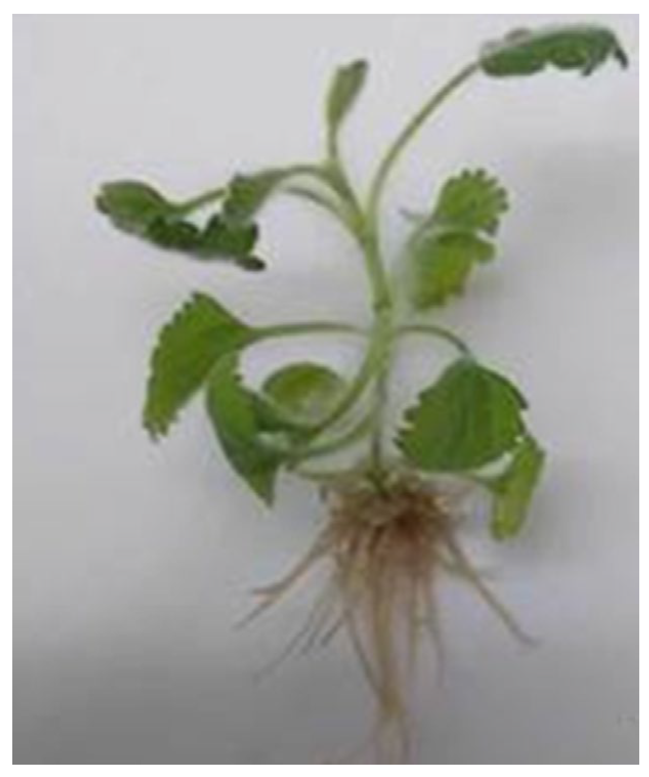 Pharmaceuticals 18 01806 g002