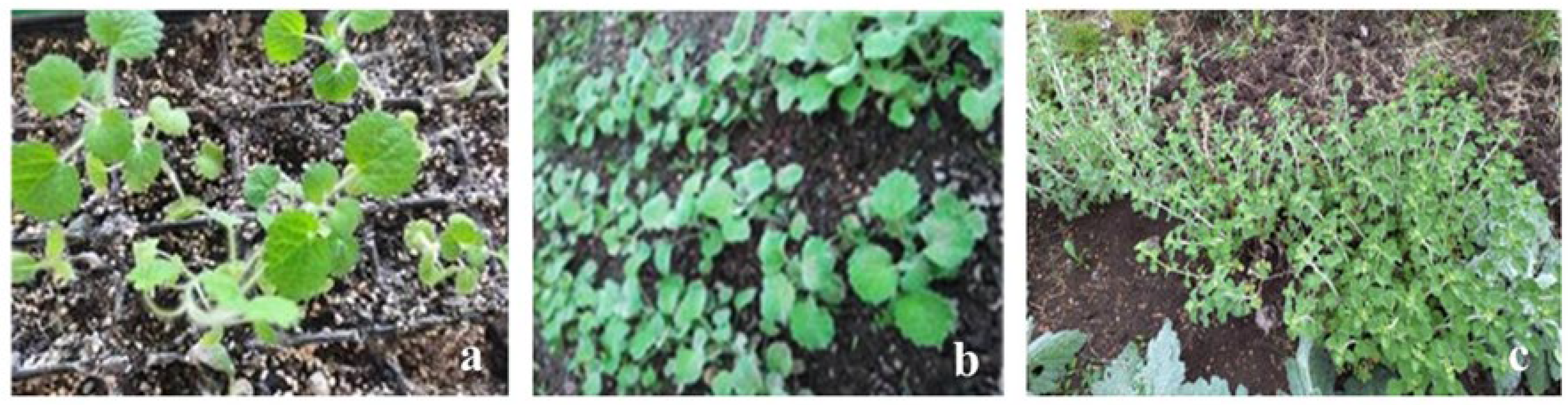 Pharmaceuticals 18 01806 g003