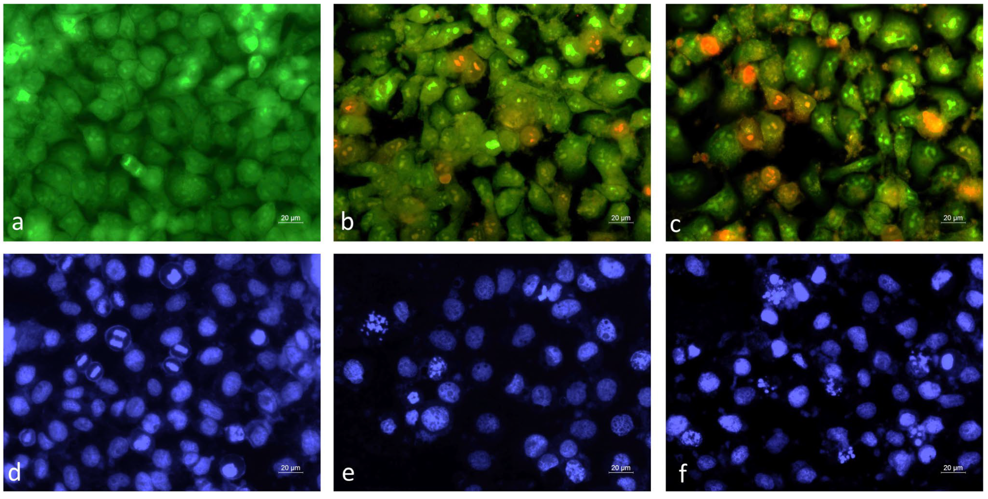 Pharmaceuticals 18 01806 g005