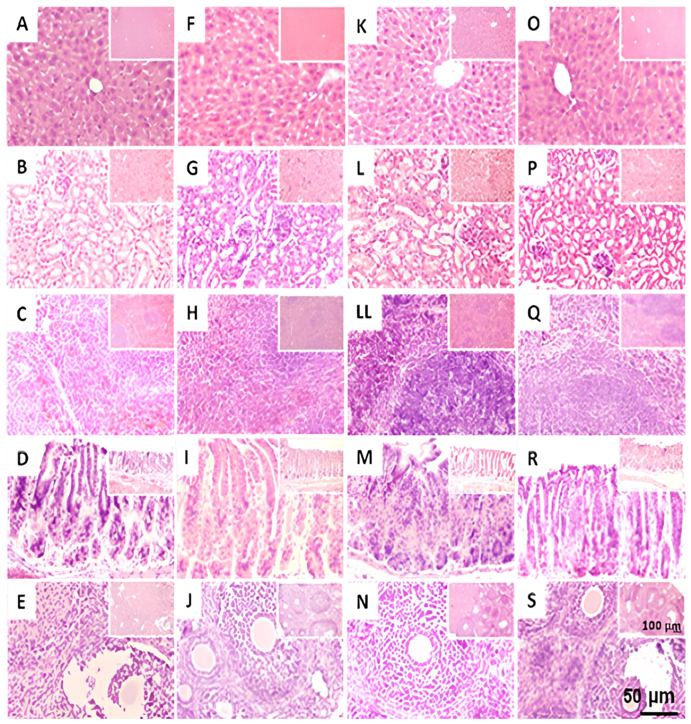 Pharmaceuticals 18 01812 g004