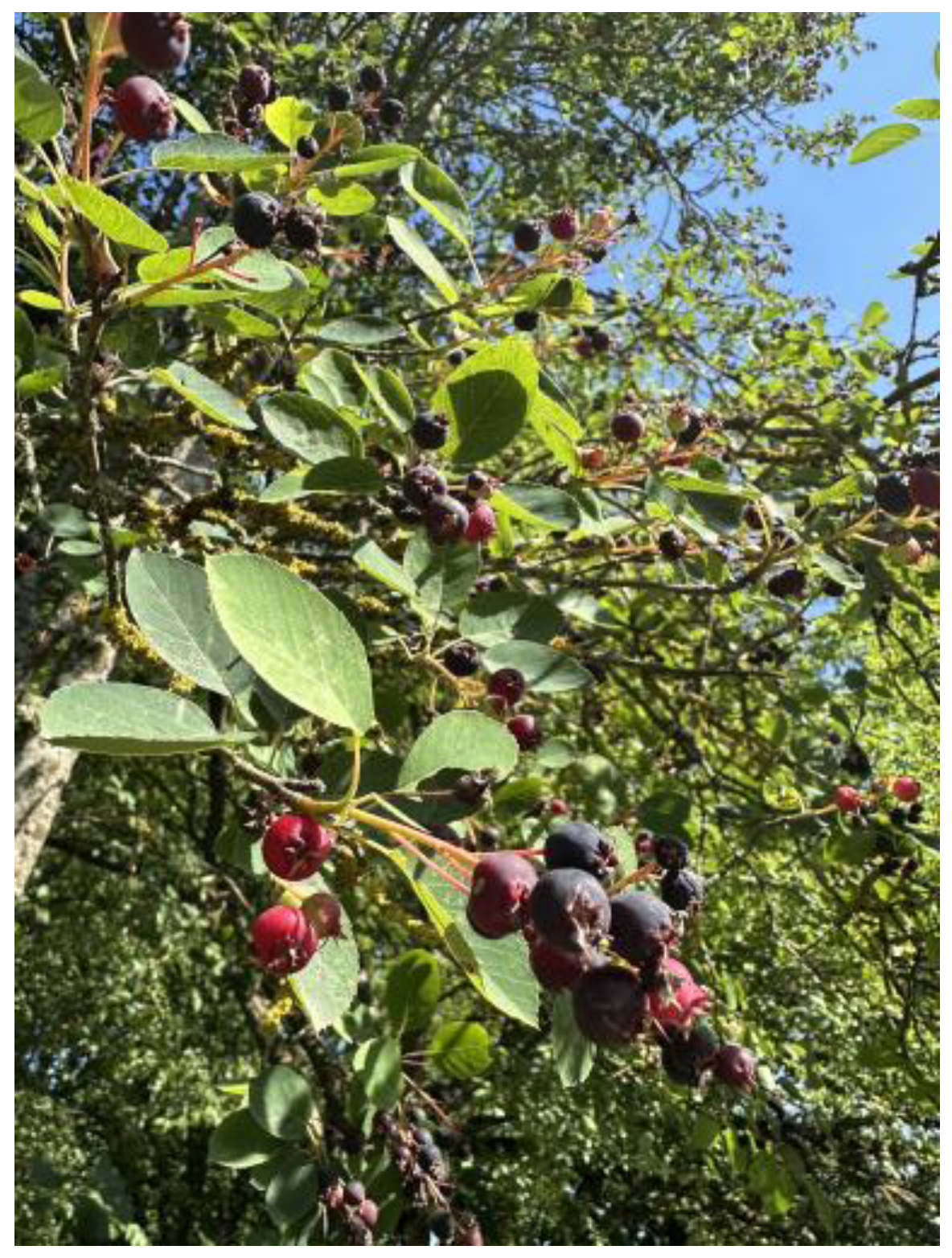 Pharmaceuticals 18 01841 g001