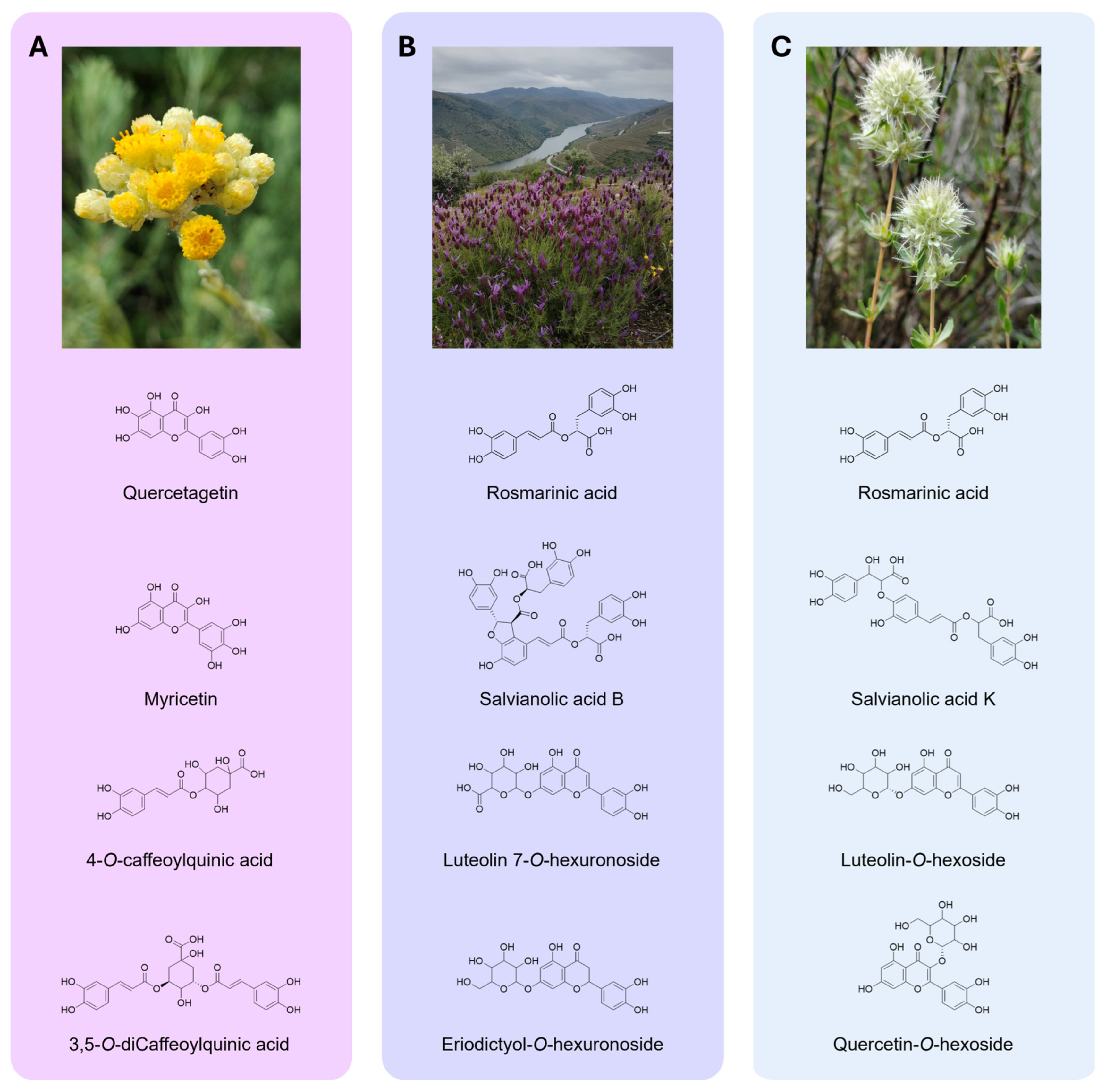 Pharmaceuticals 18 01889 g003 Pharmaceuticals 18 01889 g003