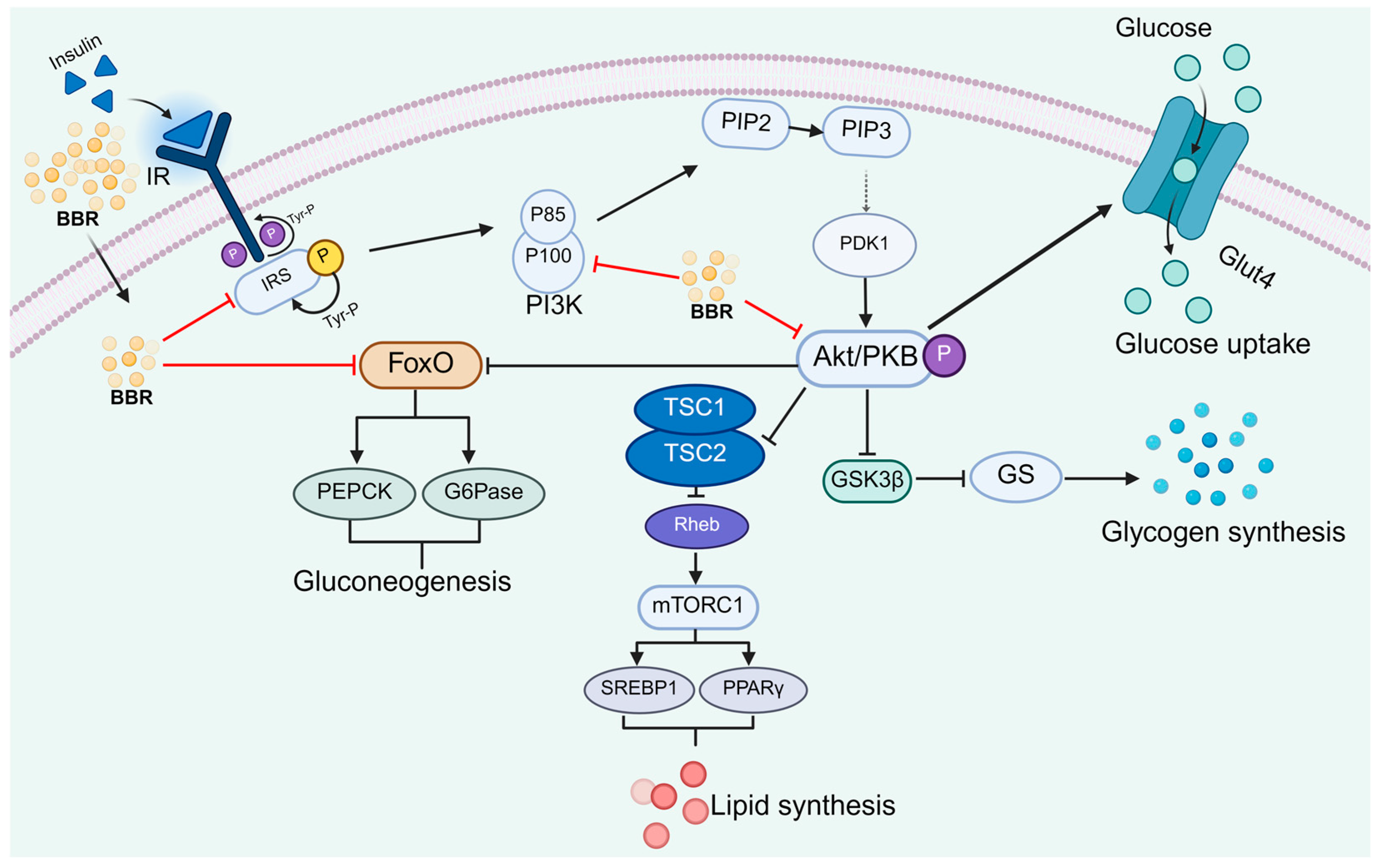 Pharmaceuticals 18 01890 g002