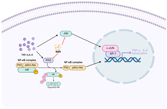 is berberine a glp 1 agonist Berberine: A Rising Star in the Management of Type 2 Diabetes—Novel  Insights into Its Anti-Inflammatory, Metabolic, and Epigenetic Mechanisms