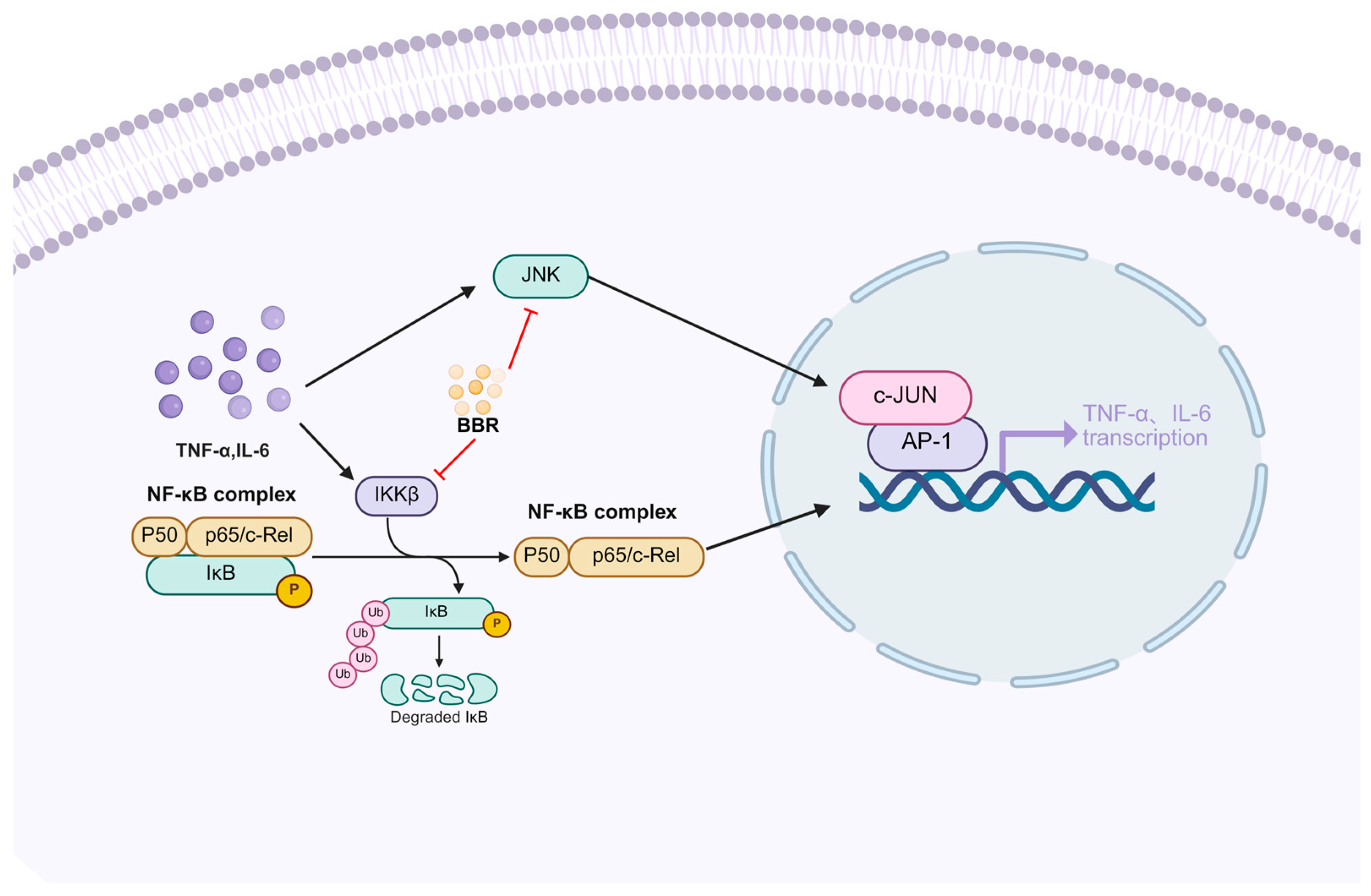 Pharmaceuticals 18 01890 g003