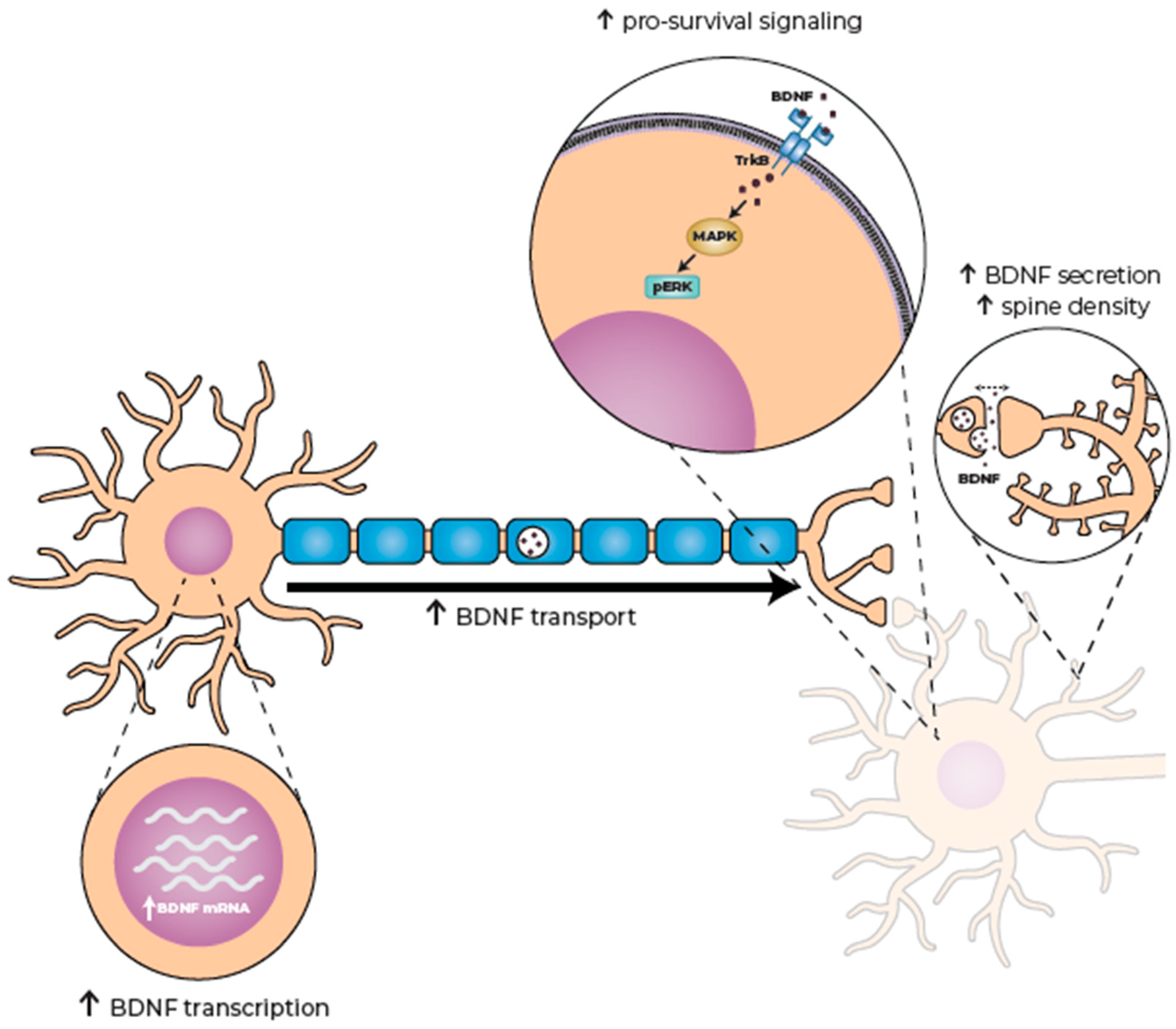 Pharmaceuticals 18 01900 g003