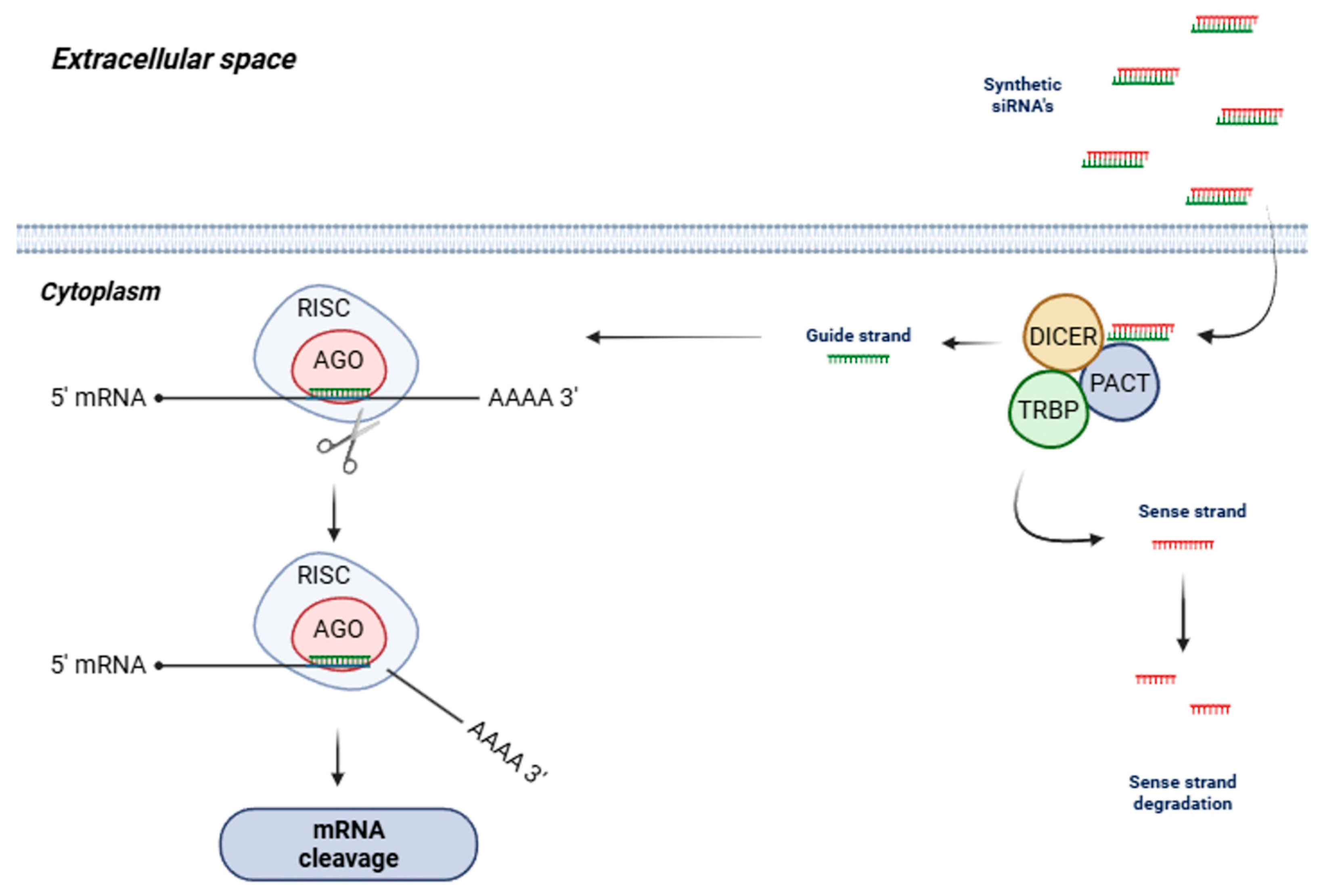 Pharmaceuticals 19 00026 g001